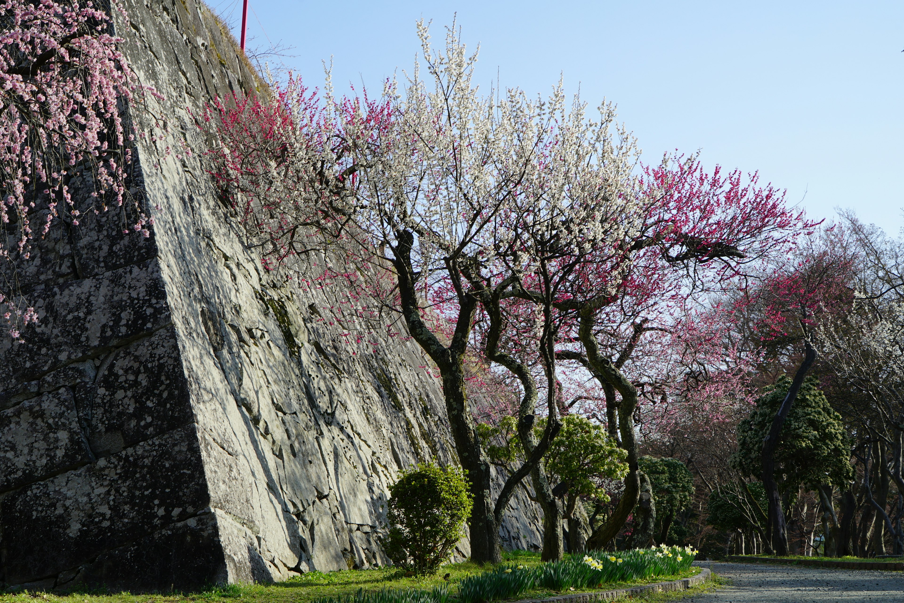 Alberi di ciliegio in fiore vicino a una roccia e cielo blu