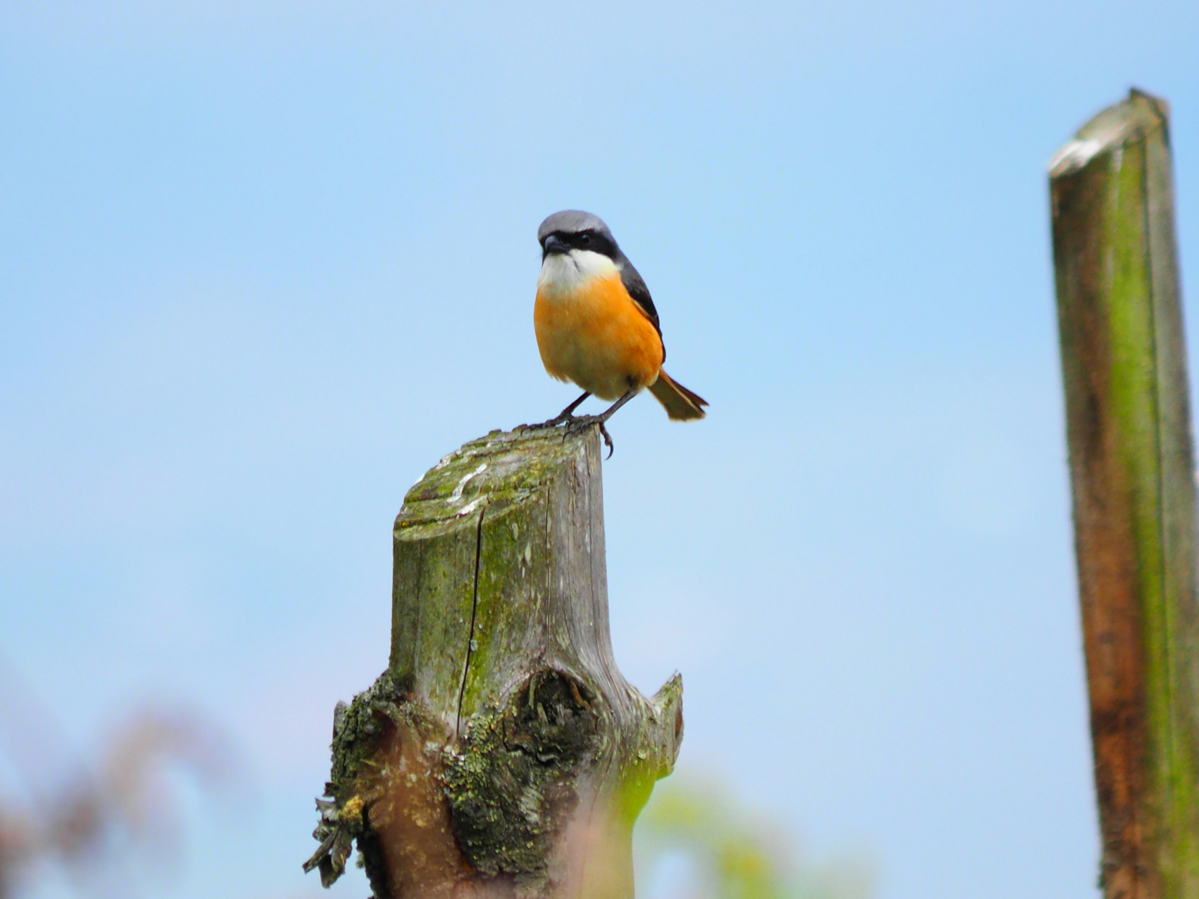 Ein kleiner orangefarbener Vogel sitzt auf einem Baumstumpf