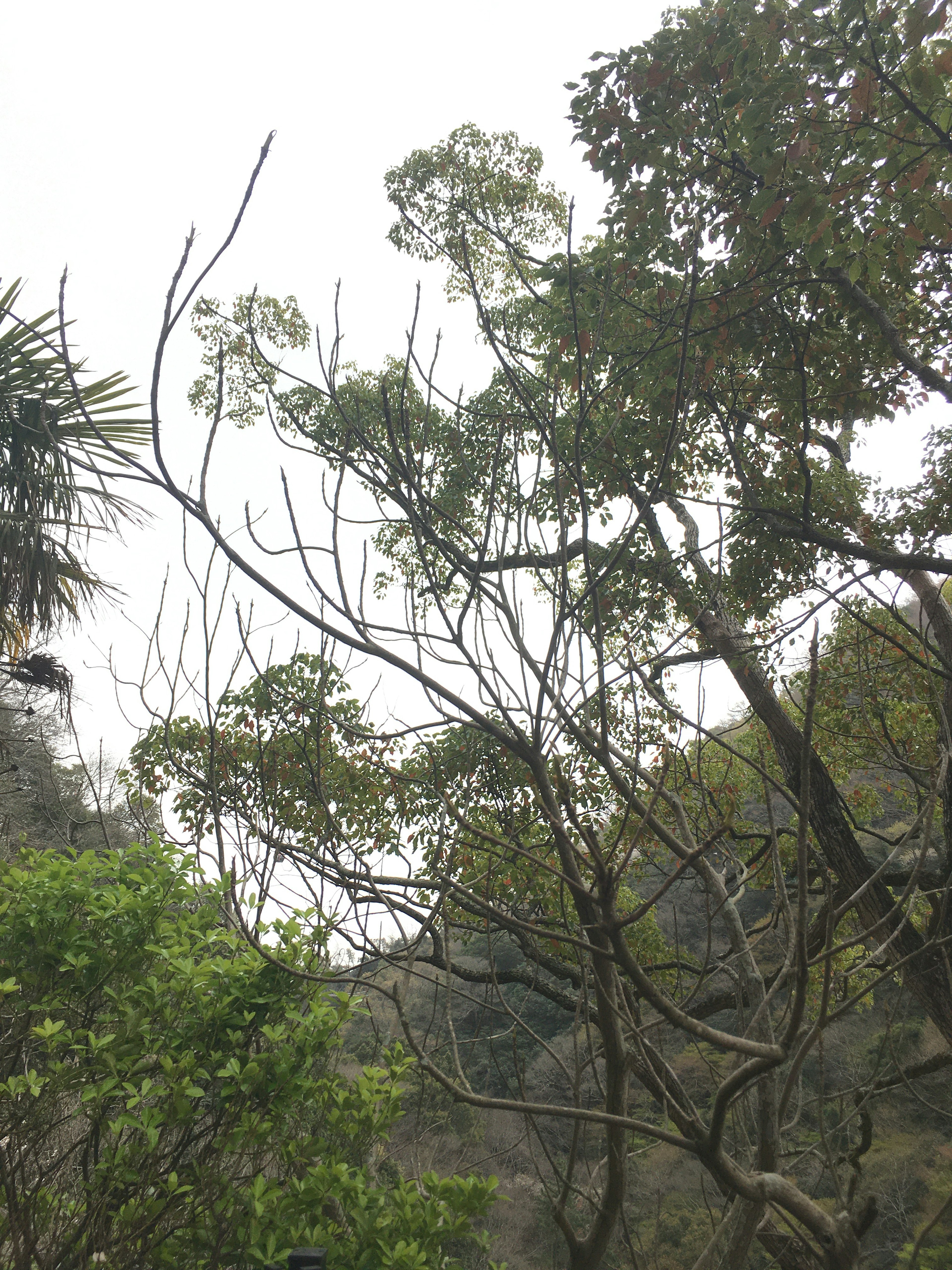 Cabang pohon dengan dedaunan hijau subur di bawah langit mendung