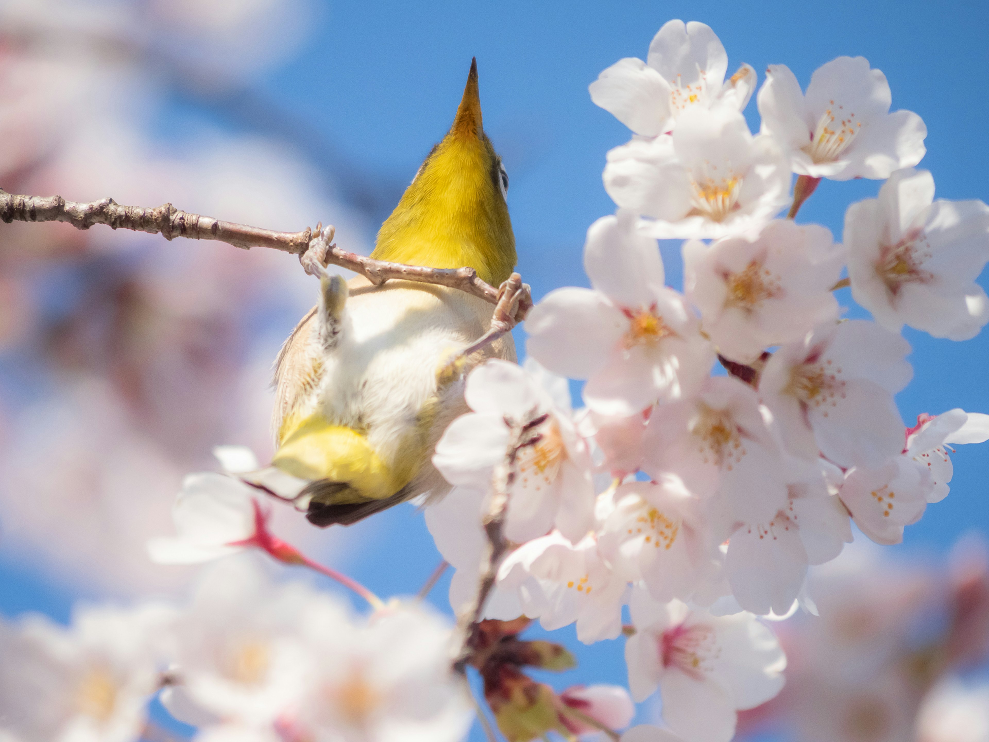 Pájaro amarillo posado entre flores de cerezo en un entorno primaveral