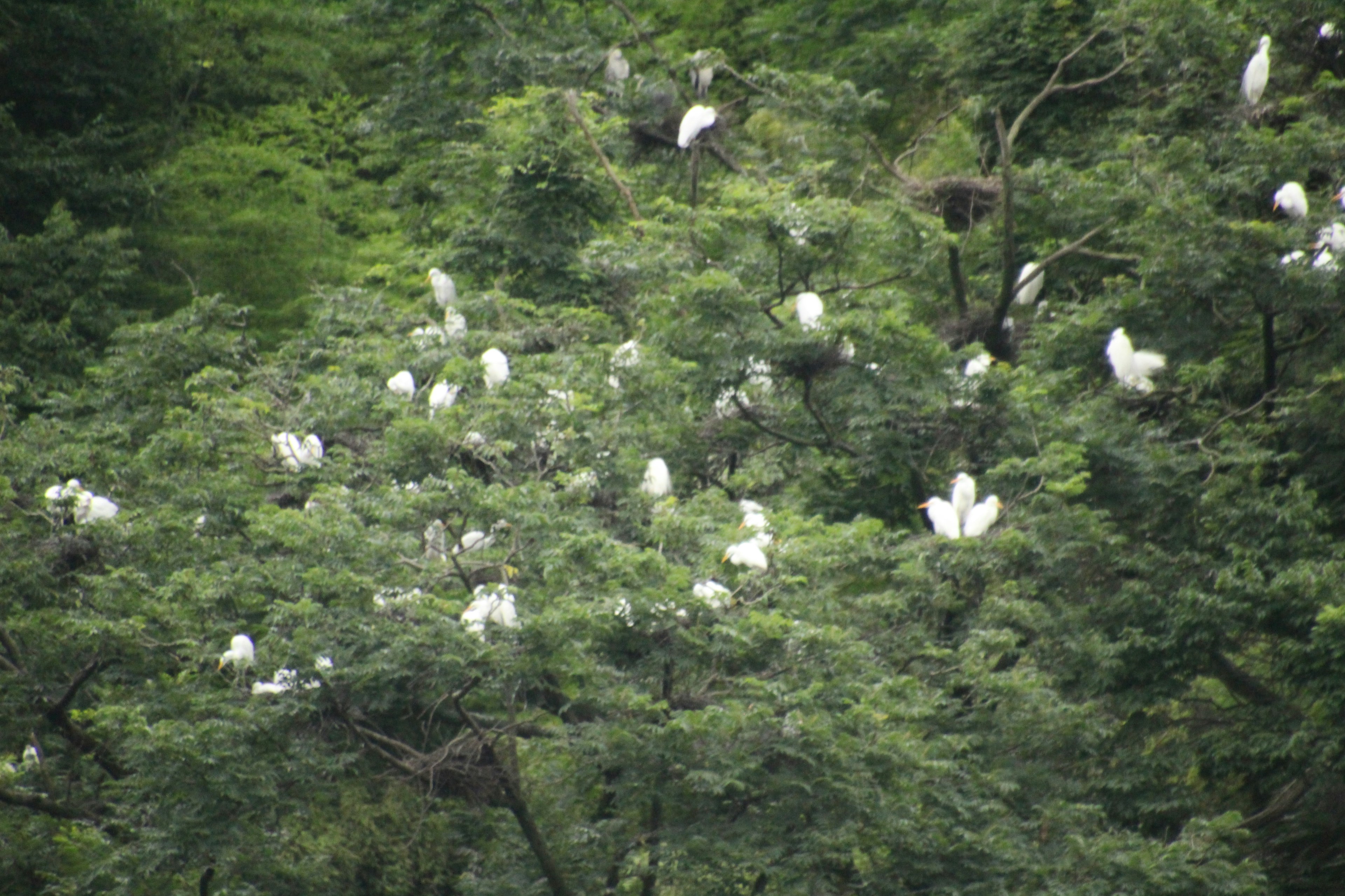 緑豊かな木々の中に白い鳥が群れを成している風景