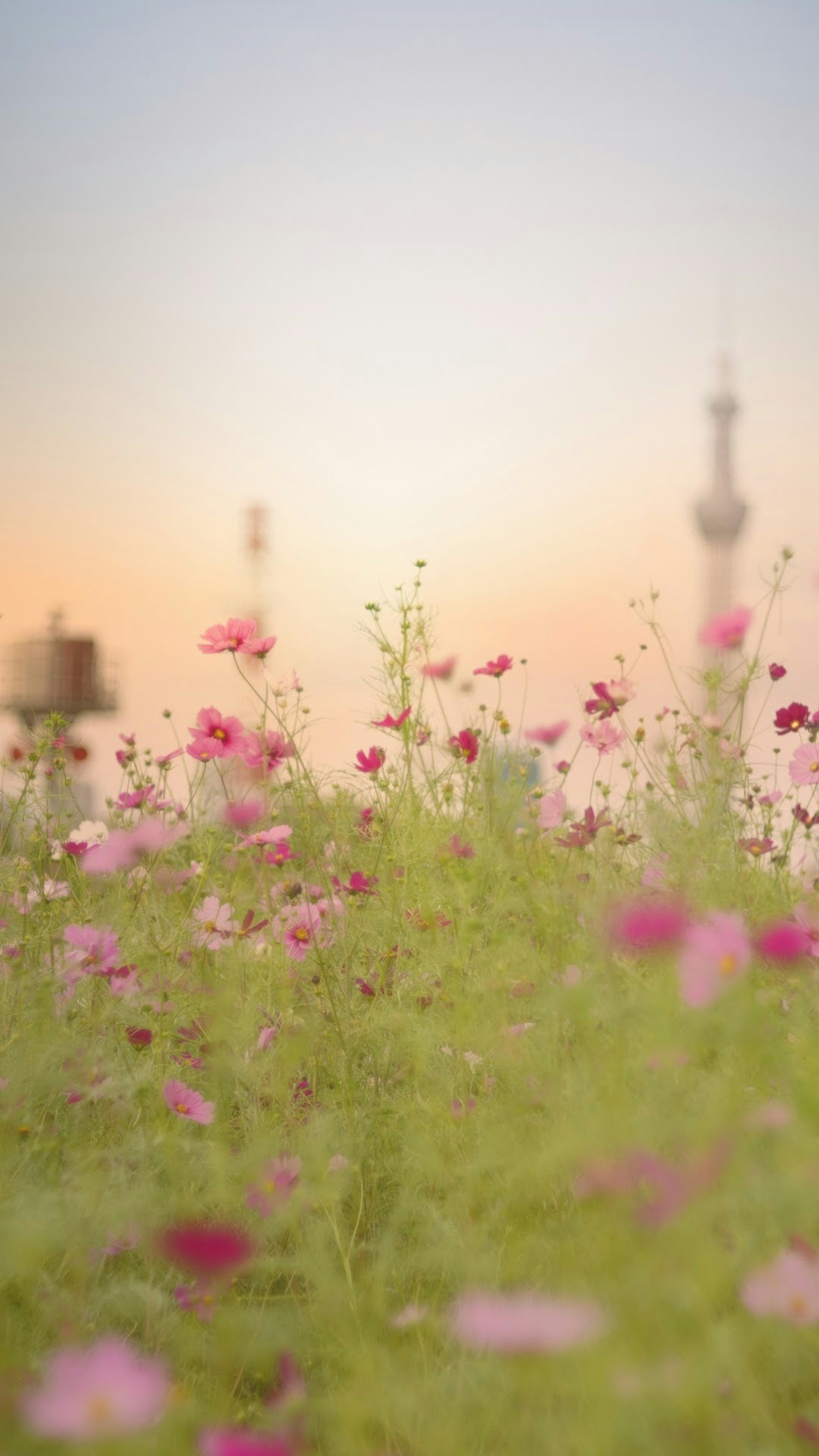 Un campo de flores coloridas con flores rosas y Tokyo Skytree al fondo durante el atardecer