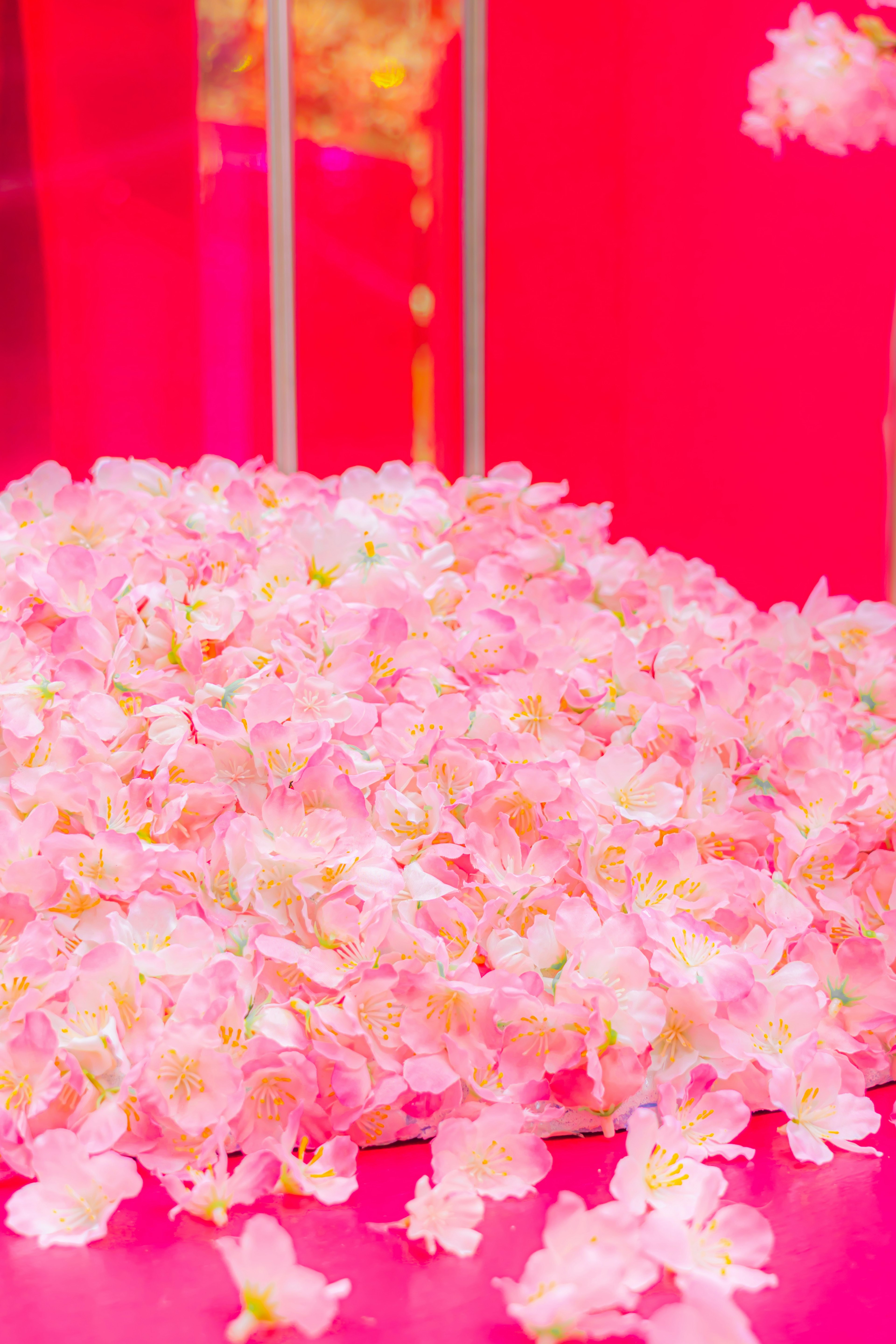 A mound of cherry blossom petals on a pink background