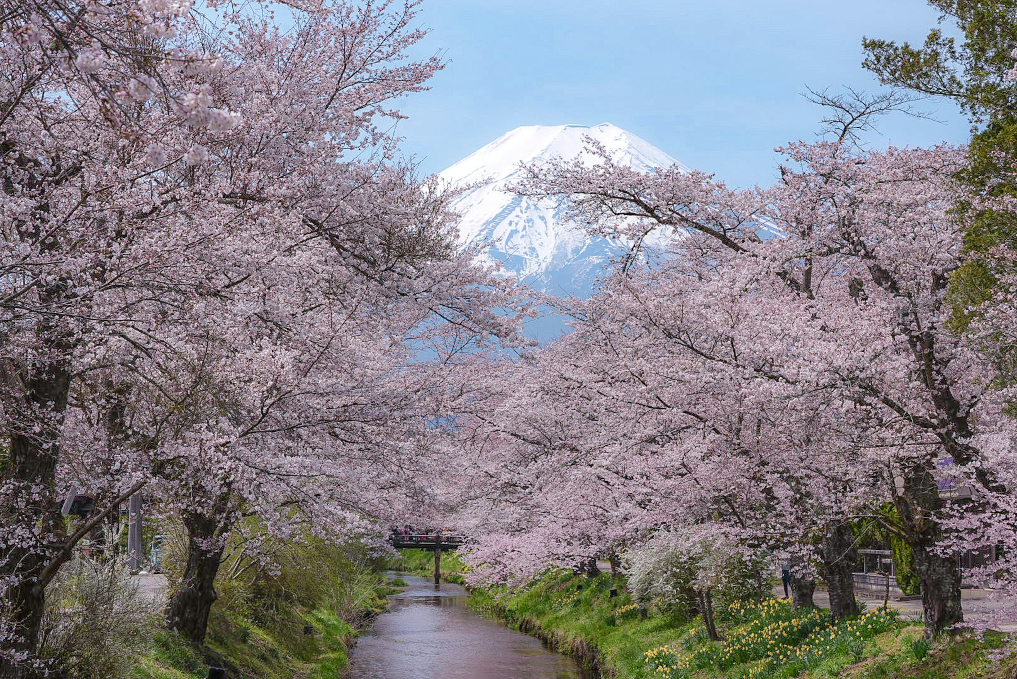 桜の木が並ぶ川沿いに富士山が見える美しい風景