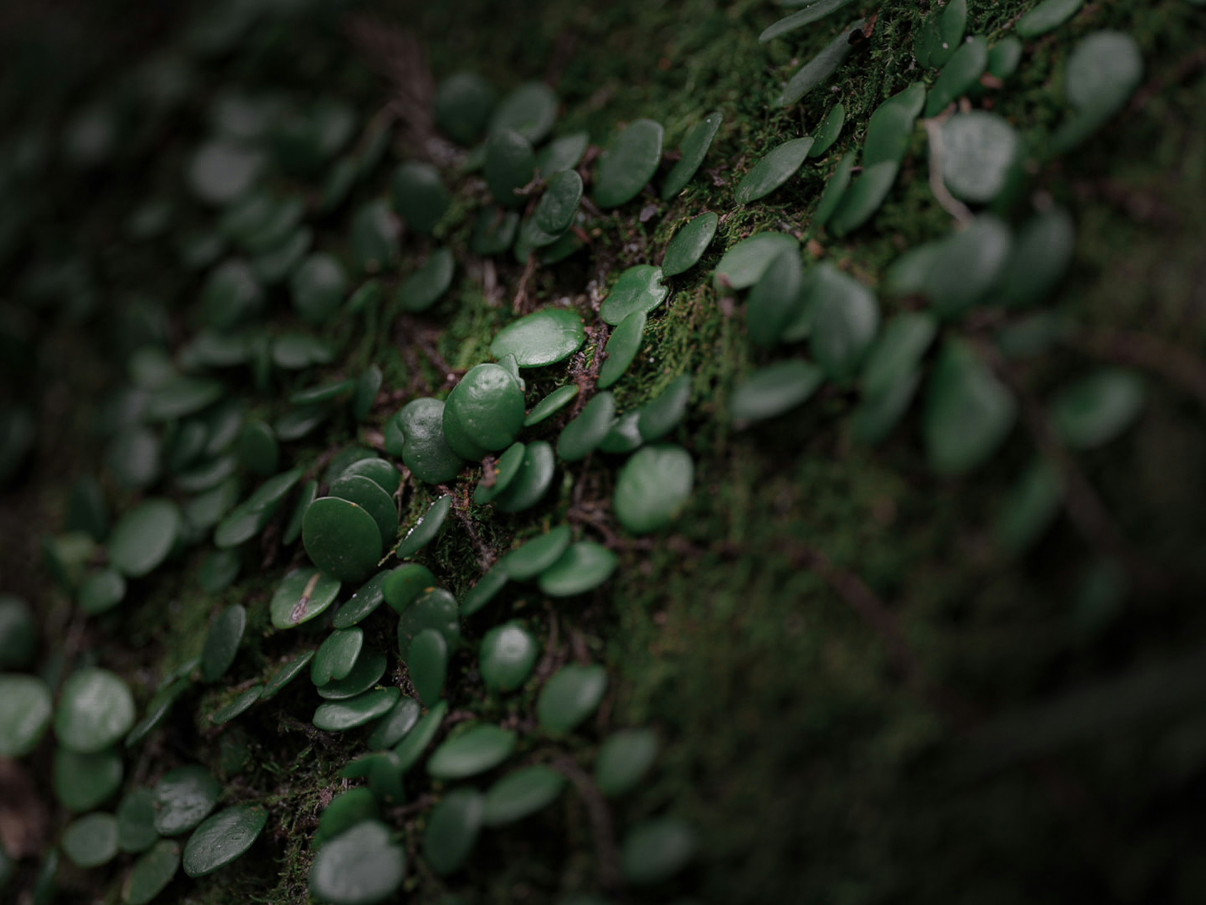 Close-up of green leaves densely covering a tree trunk