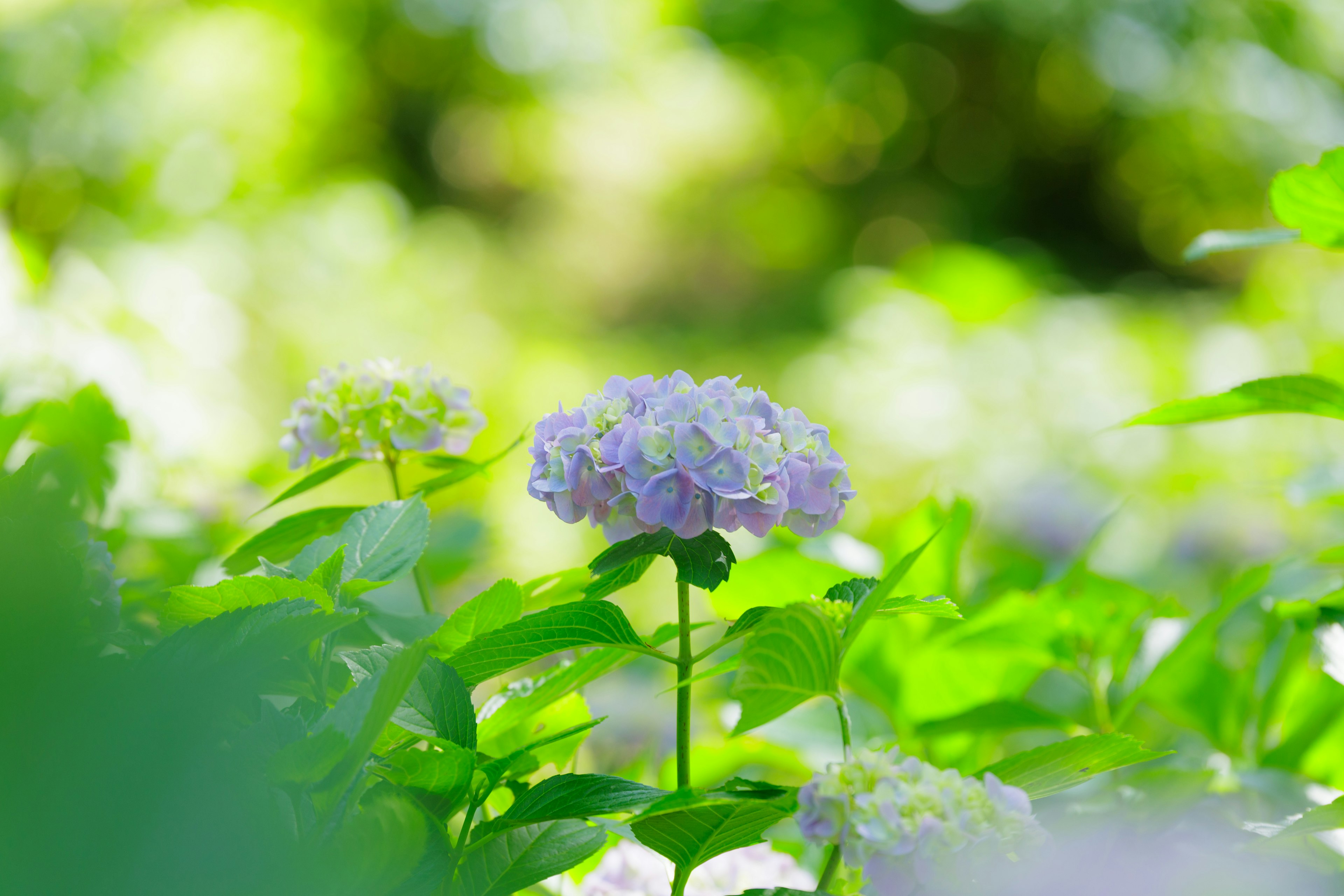 緑の葉に囲まれた淡い紫の花が咲いている