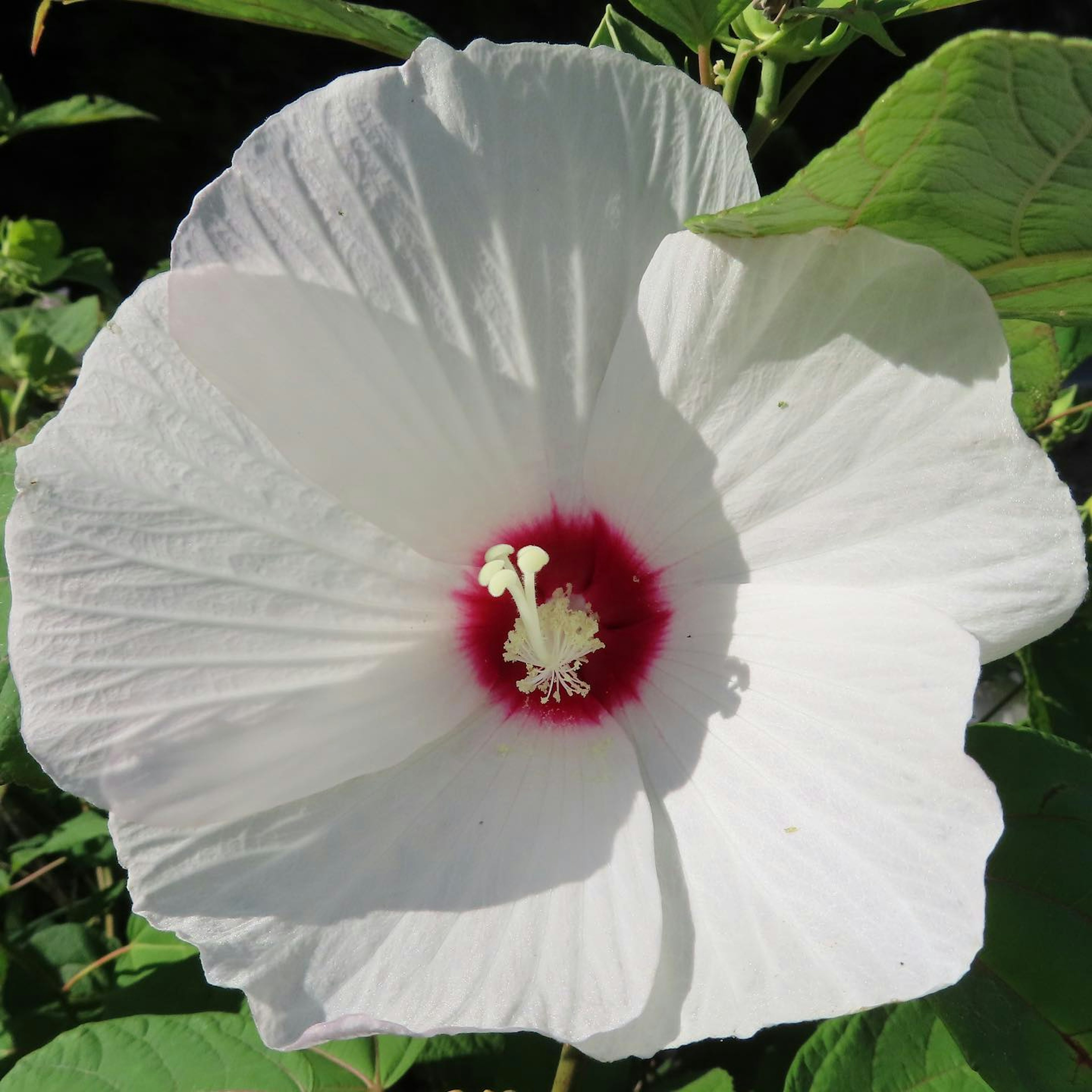 White hibiscus flower with a red center