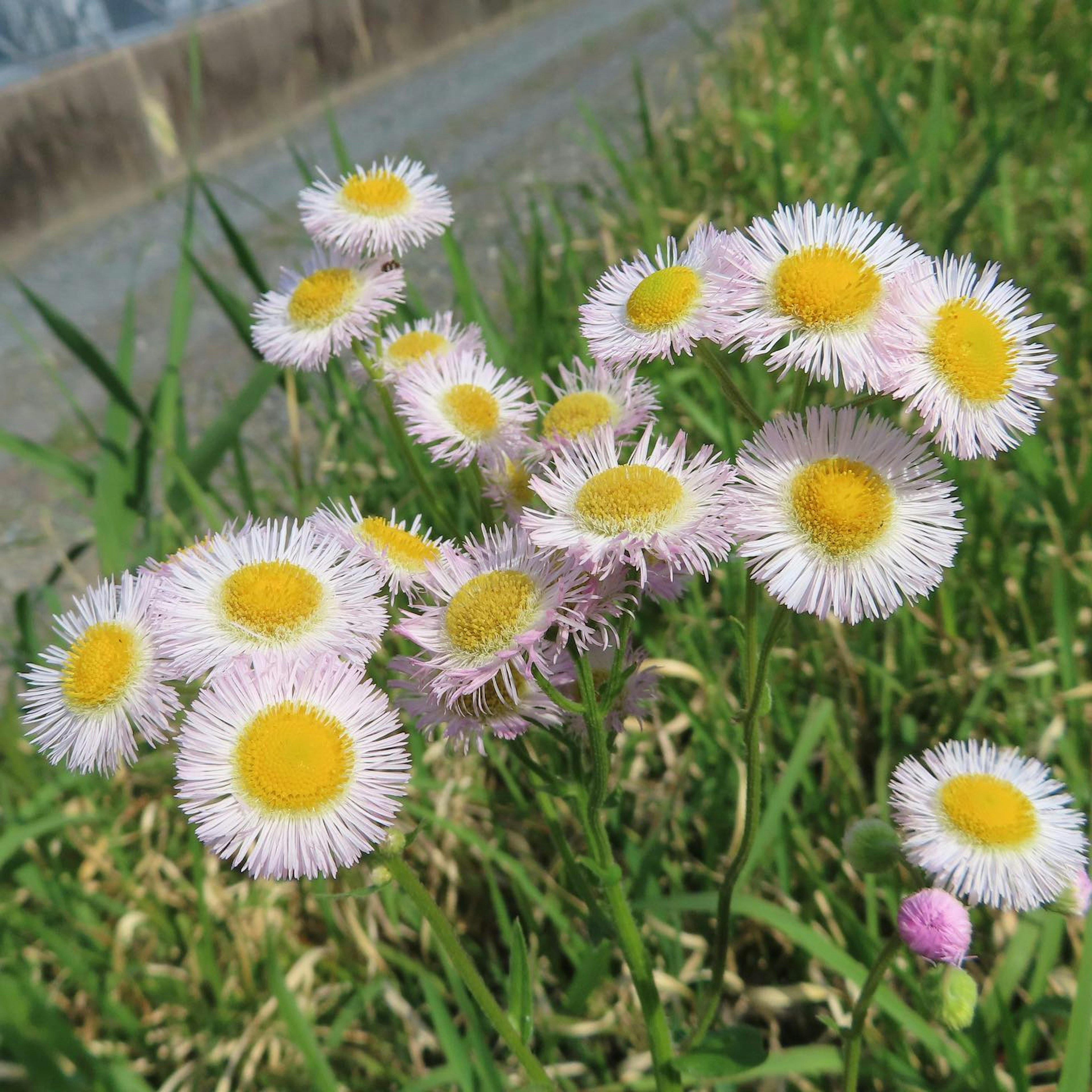 Sekelompok bunga putih dengan kelopak ungu muda dan rumput hijau