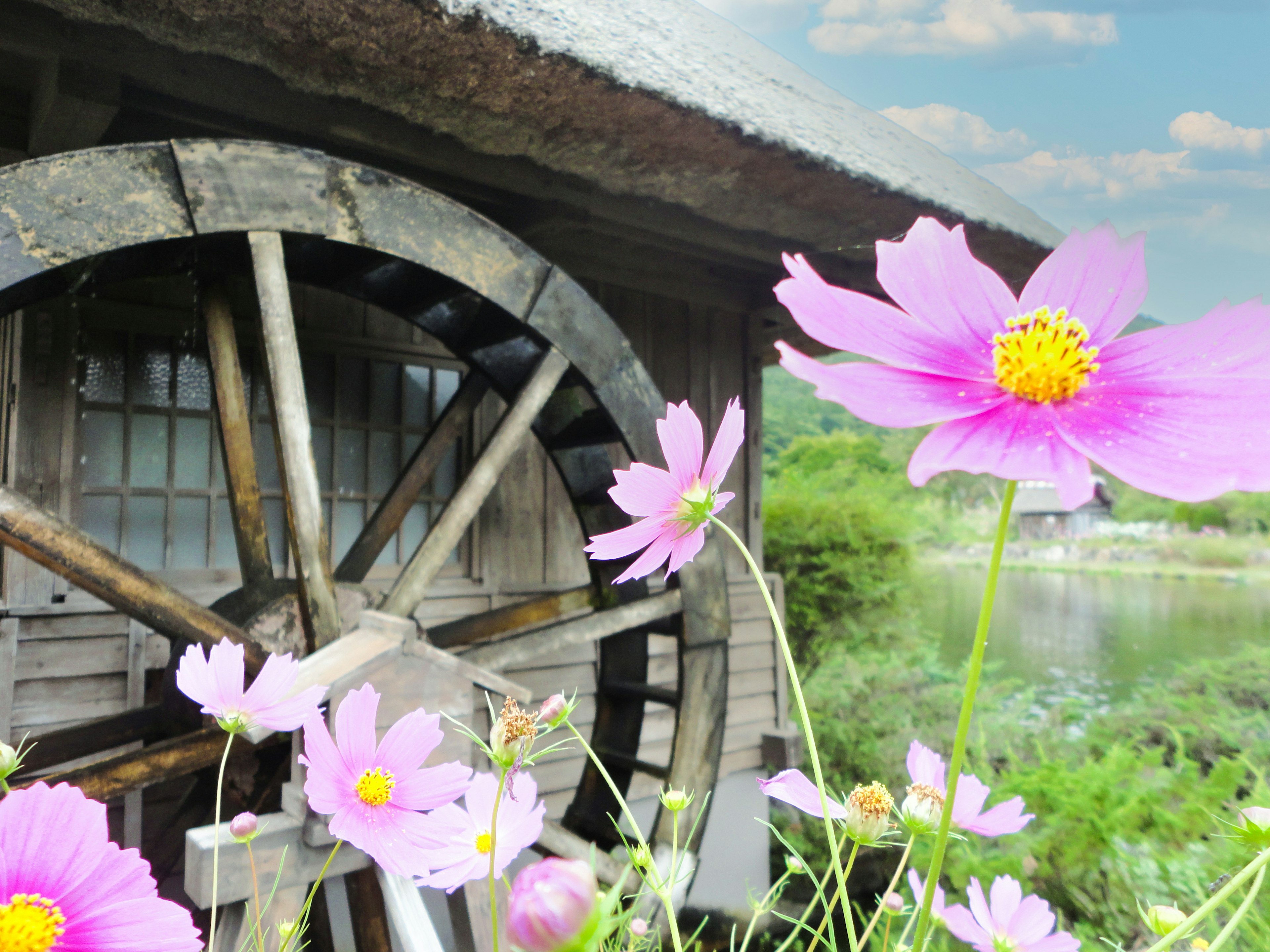 Vista panoramica di una ruota idraulica con fiori rosa in primo piano