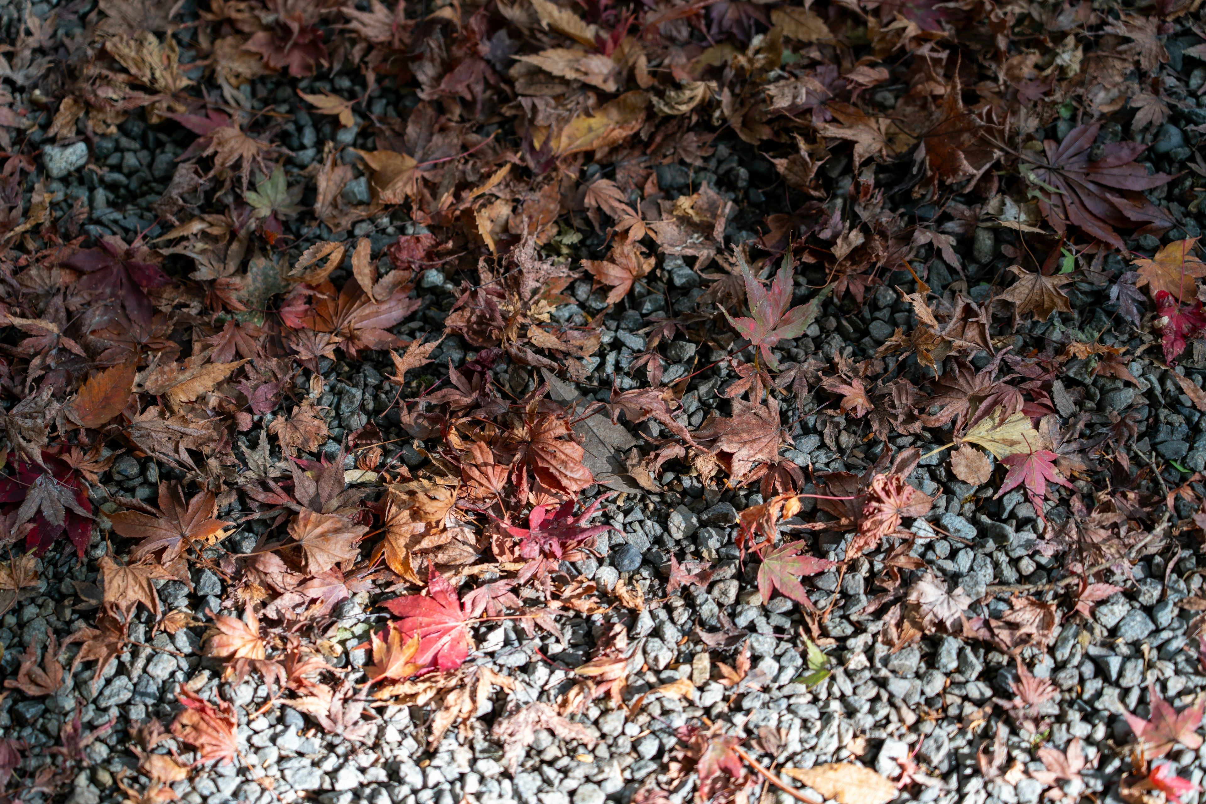 A landscape of scattered red and brown leaves over stones