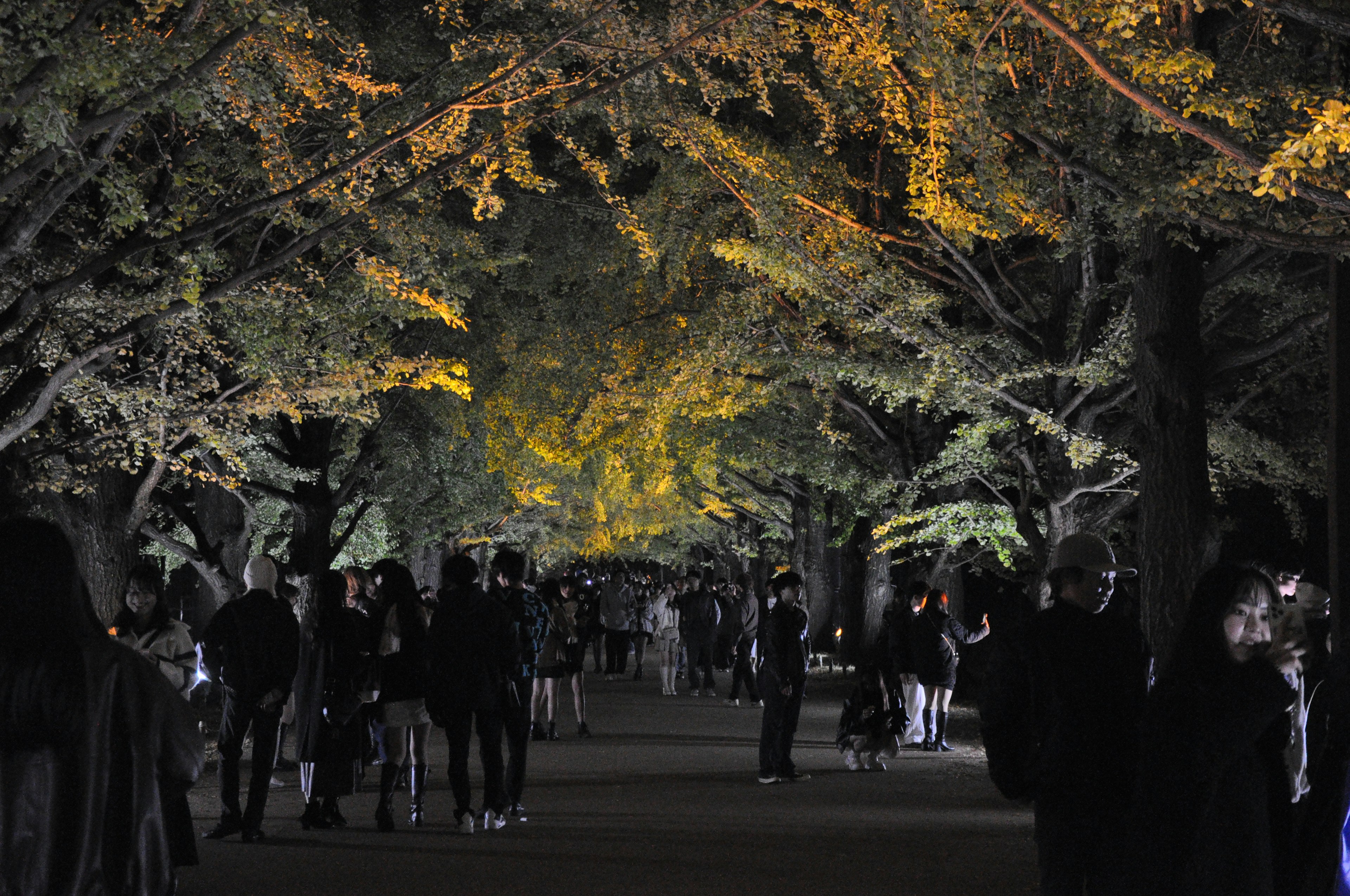 夜の公園で人々が歩いている風景 黄色い葉に照らされる木々