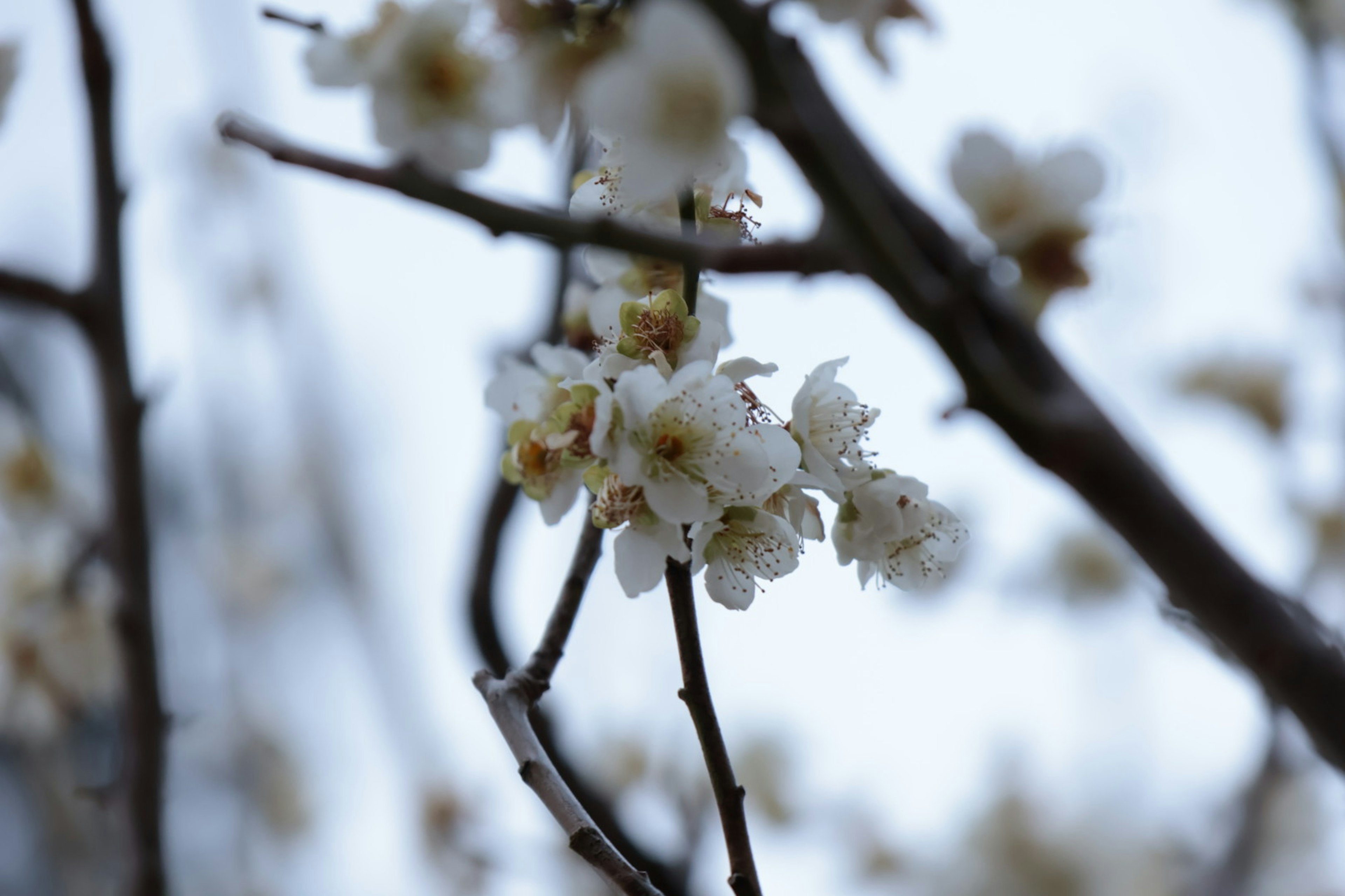 Nahaufnahme von zarten weißen Blüten an Zweigen mit einem weichen Hintergrund