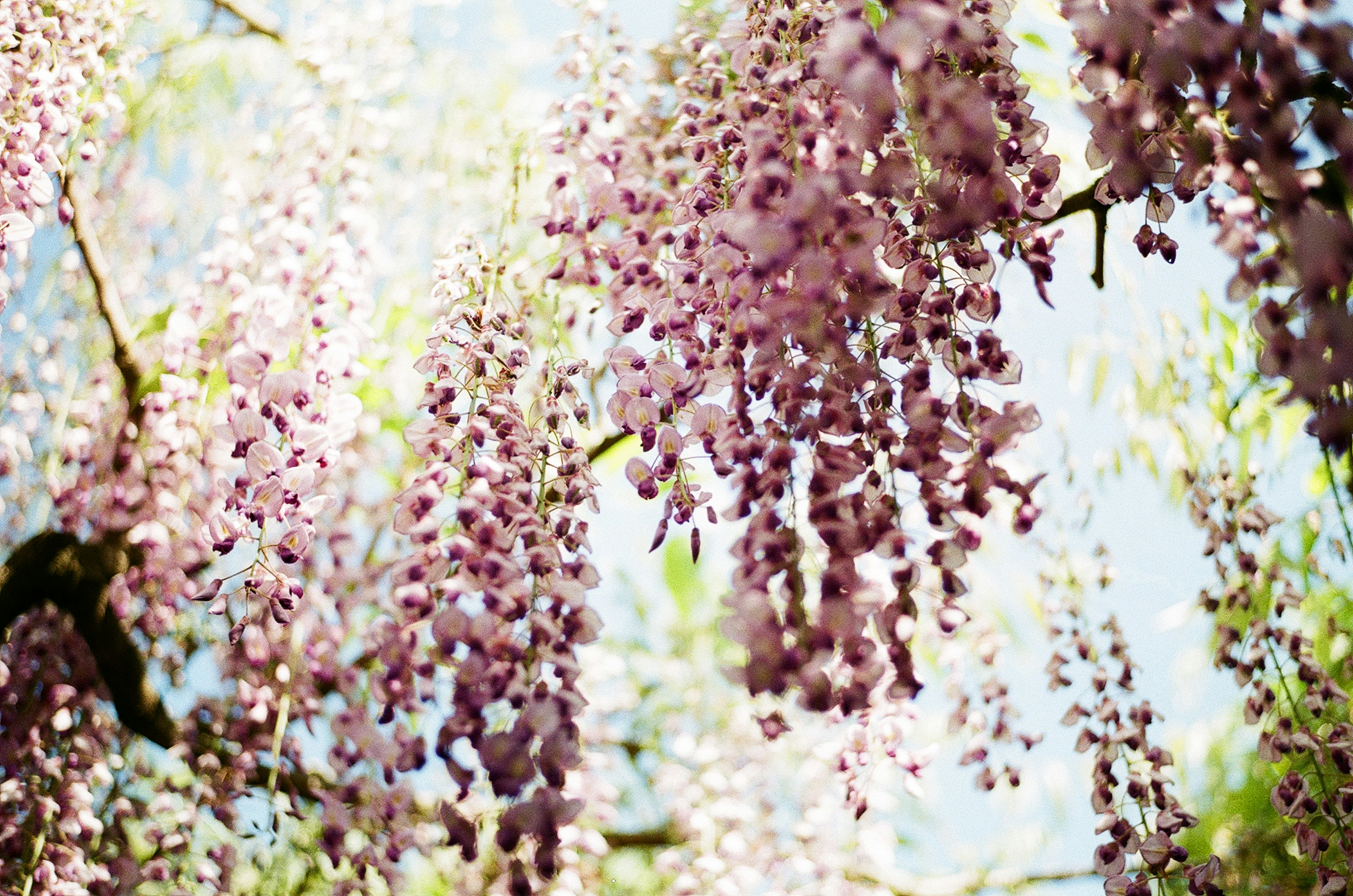 薄紫色の花が垂れ下がる枝の近接写真