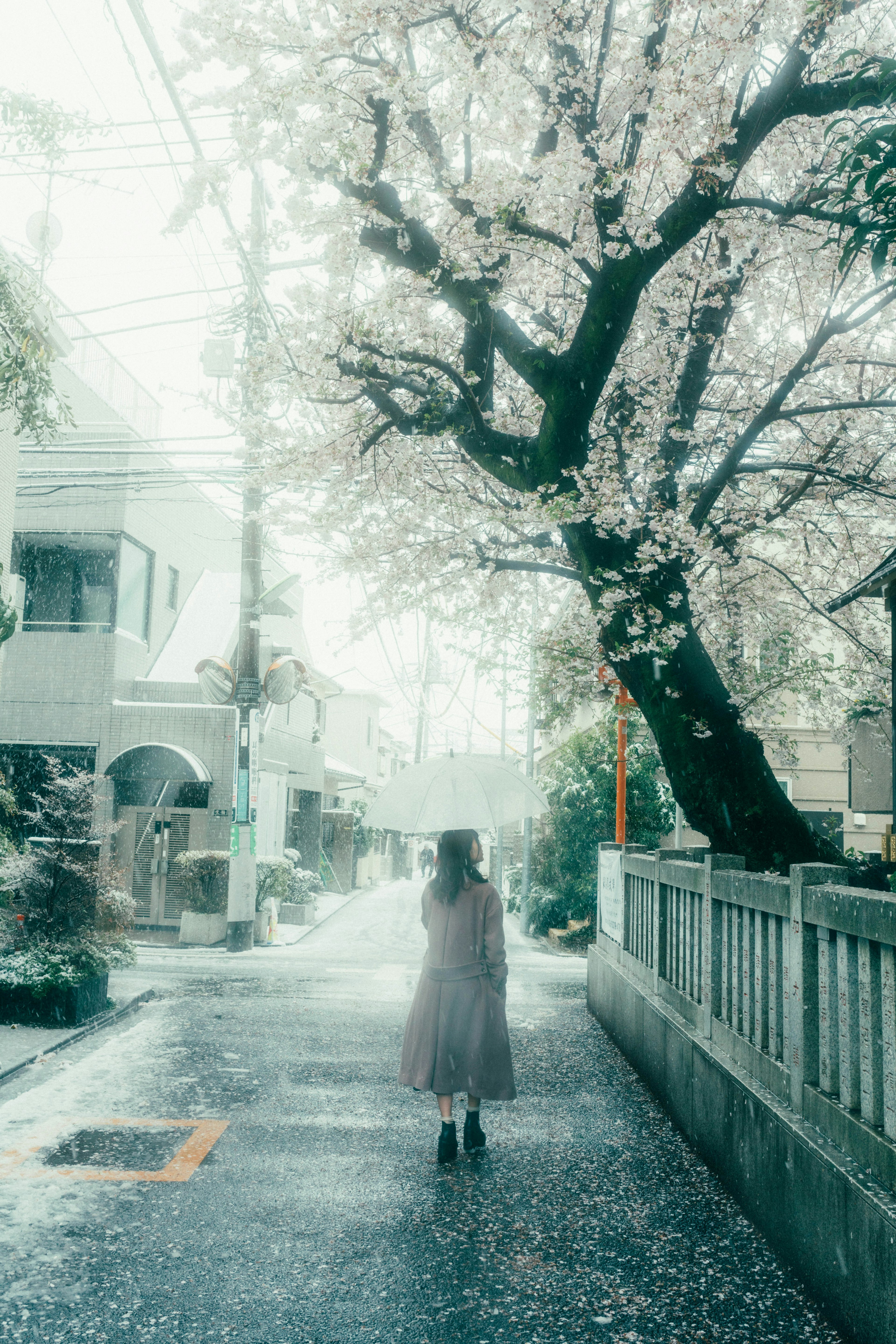 A woman walking down a cherry blossom tree-lined street