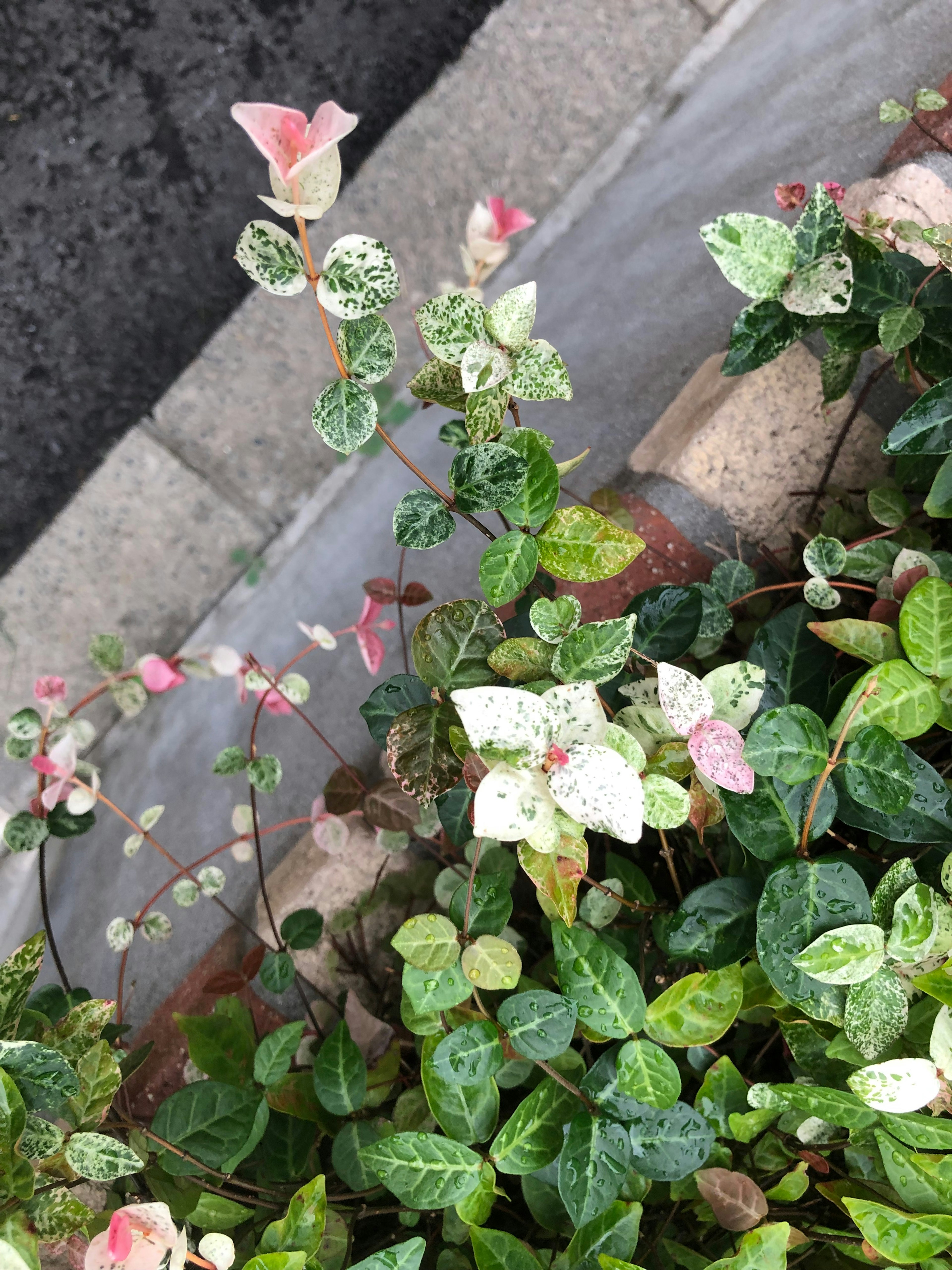 Primo piano di una pianta con foglie colorate con tonalità verdi e rosa