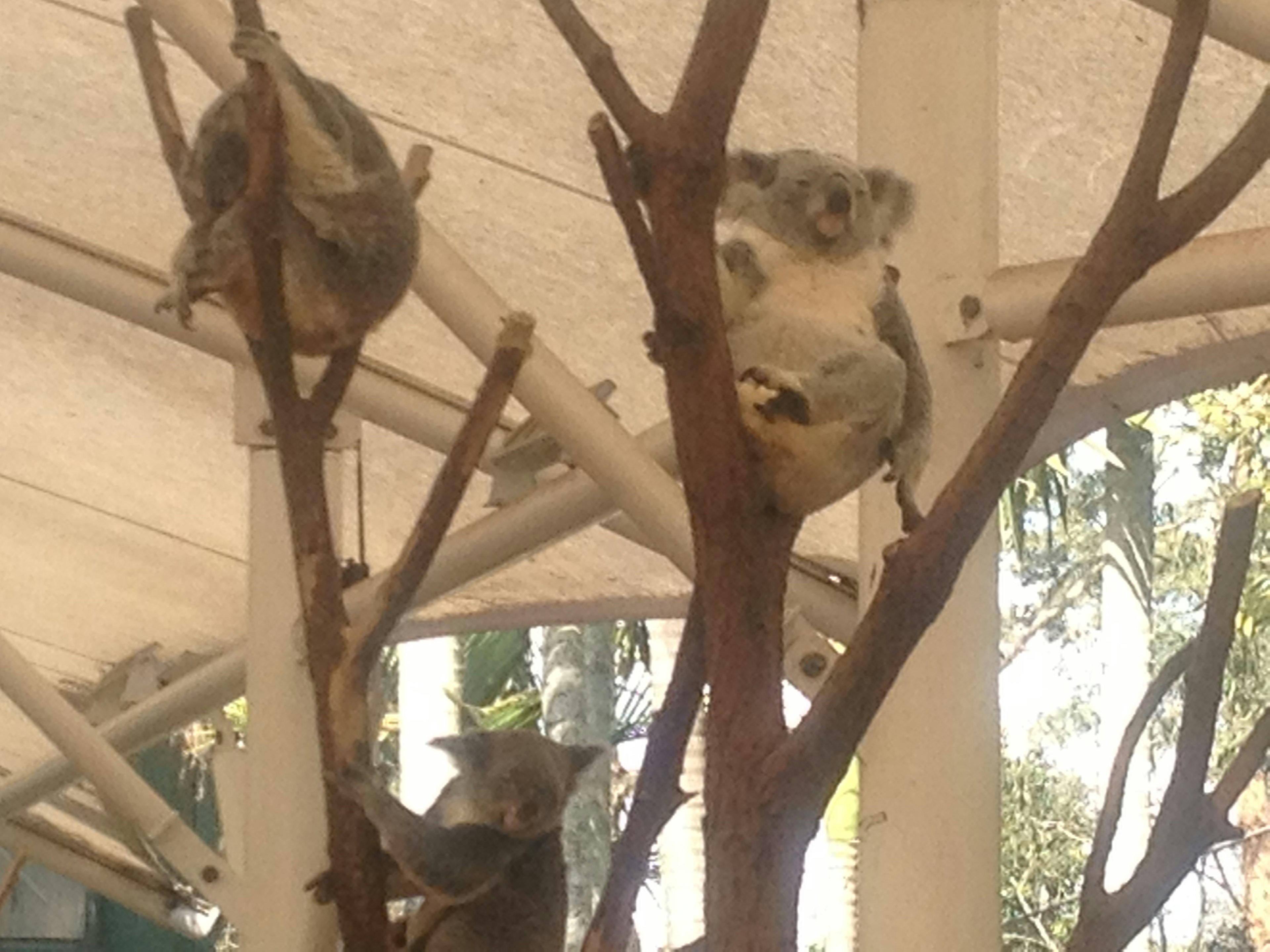 Group of koalas resting on tree branches with green leaves in the background