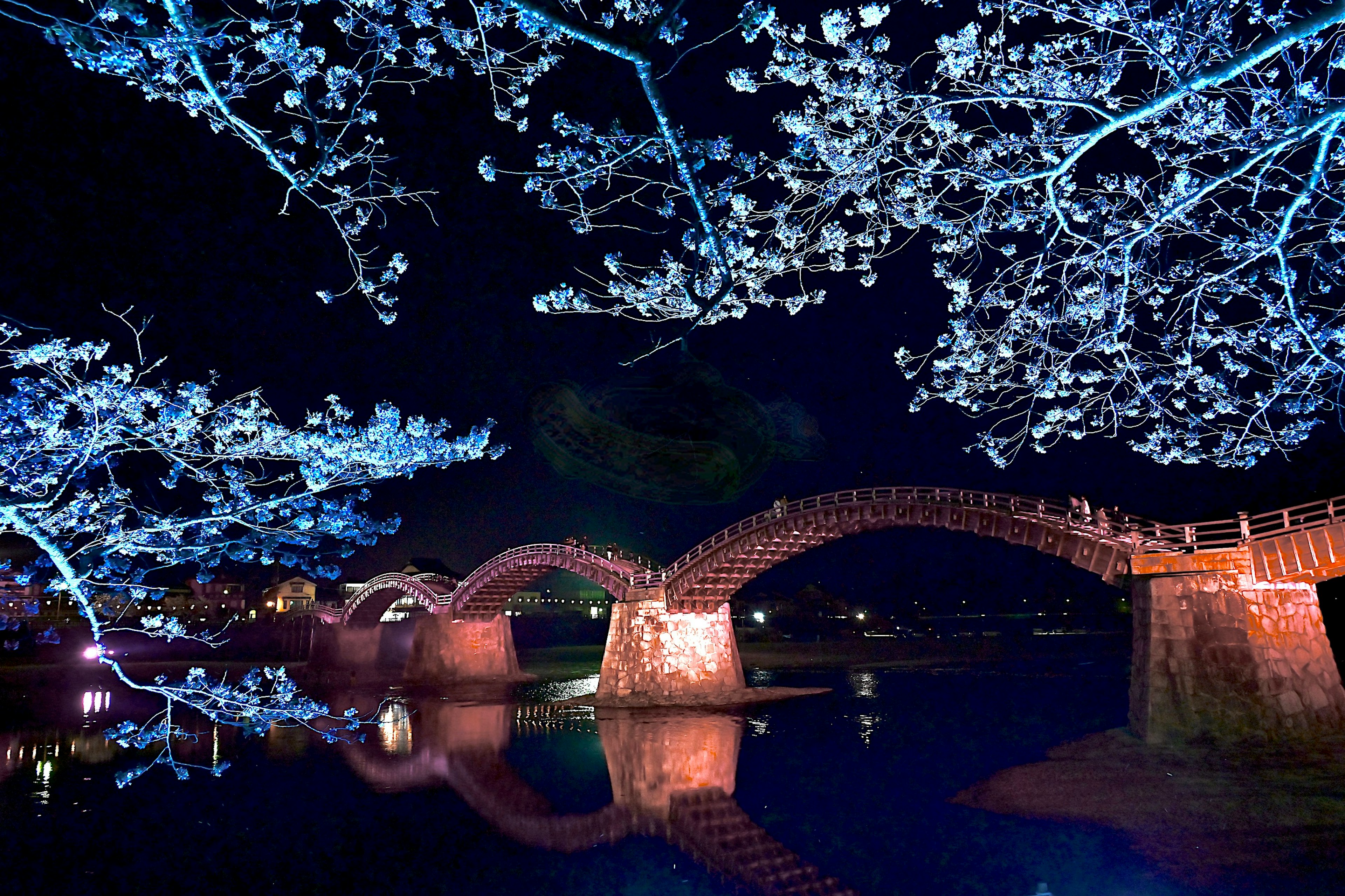 Bellissima vista notturna di ciliegi in fiore e ponte