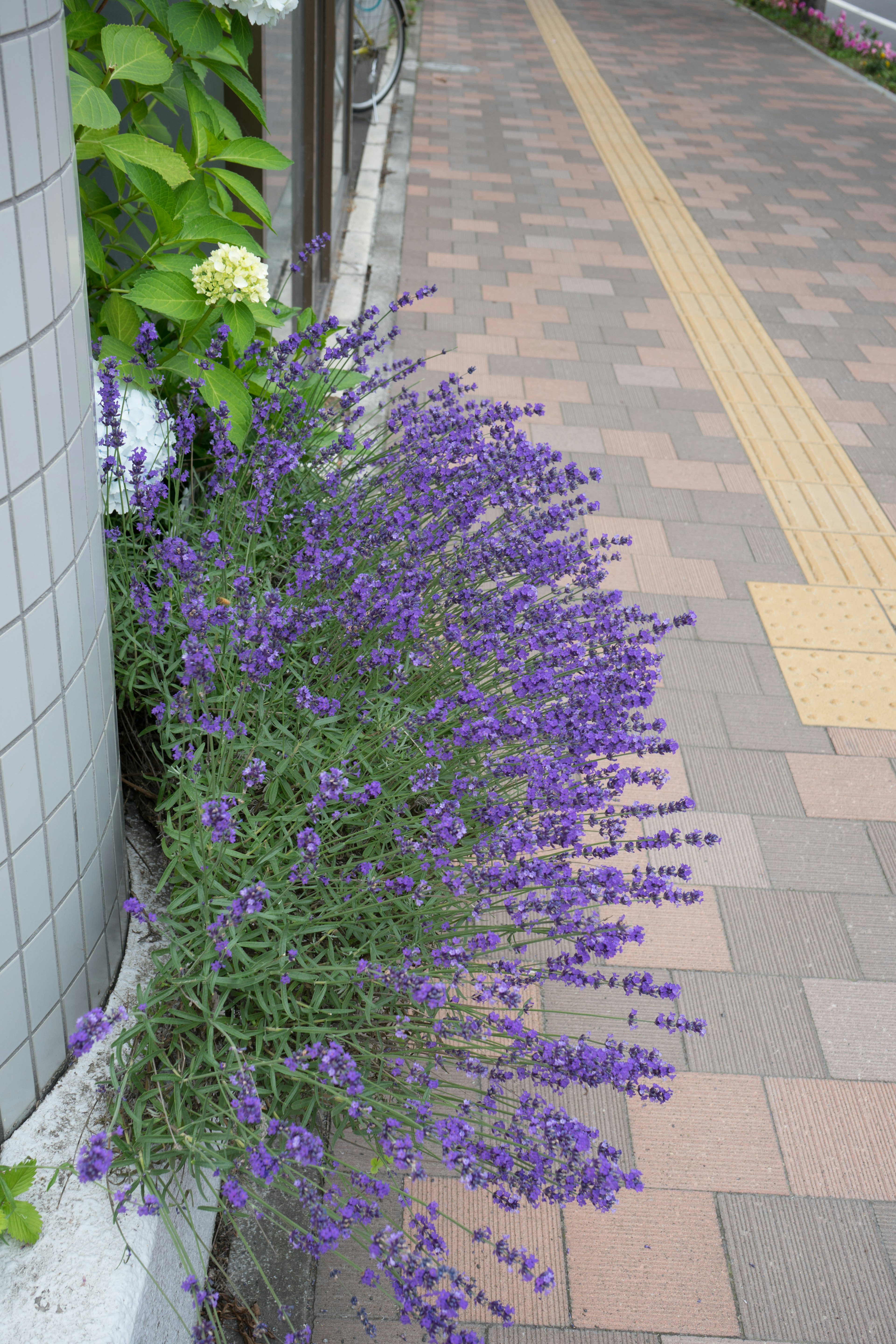 Purple lavender blooming at the corner of a sidewalk