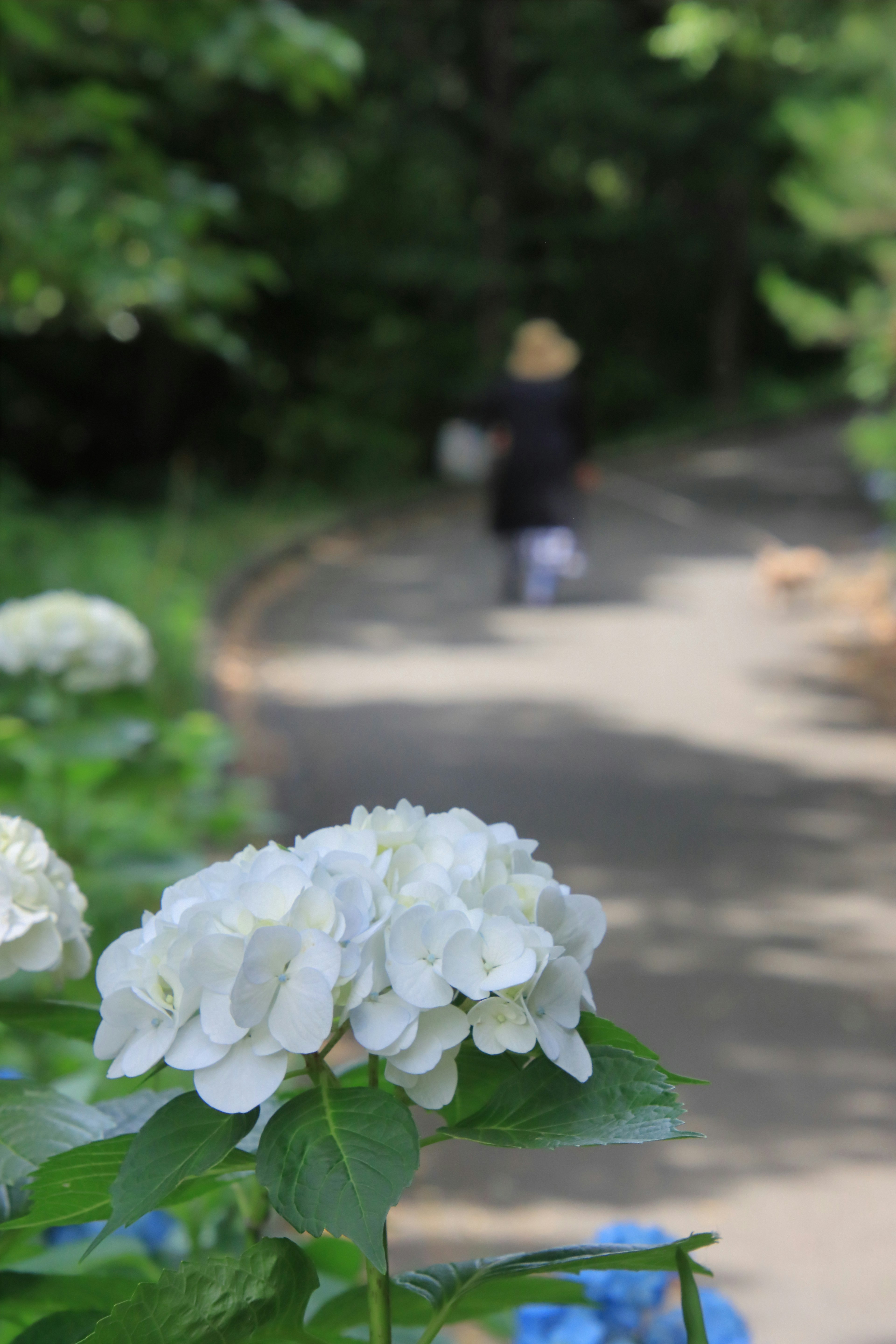 道を歩く人物と白い紫陽花の花