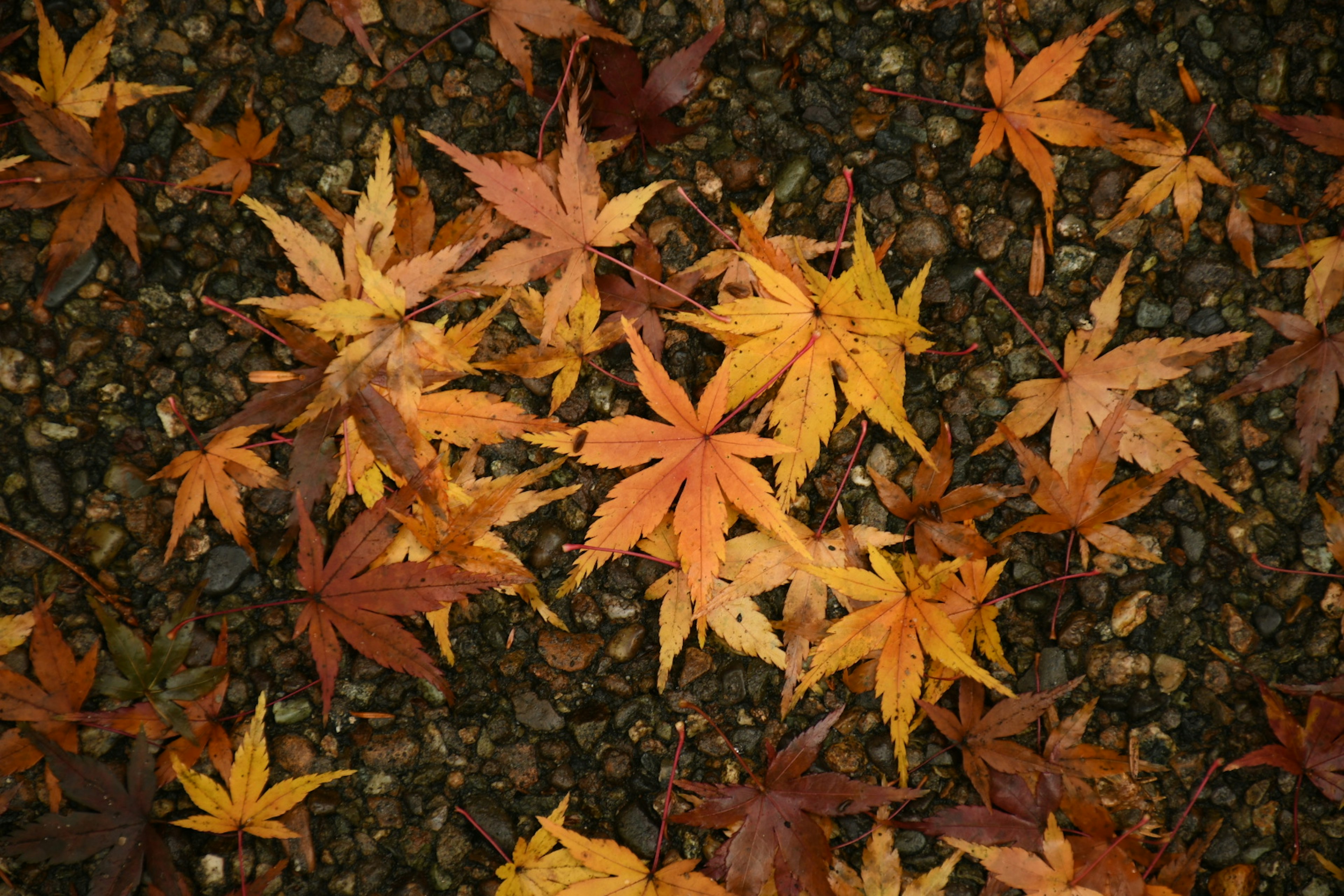 色とりどりの紅葉した葉が地面に散らばっている様子