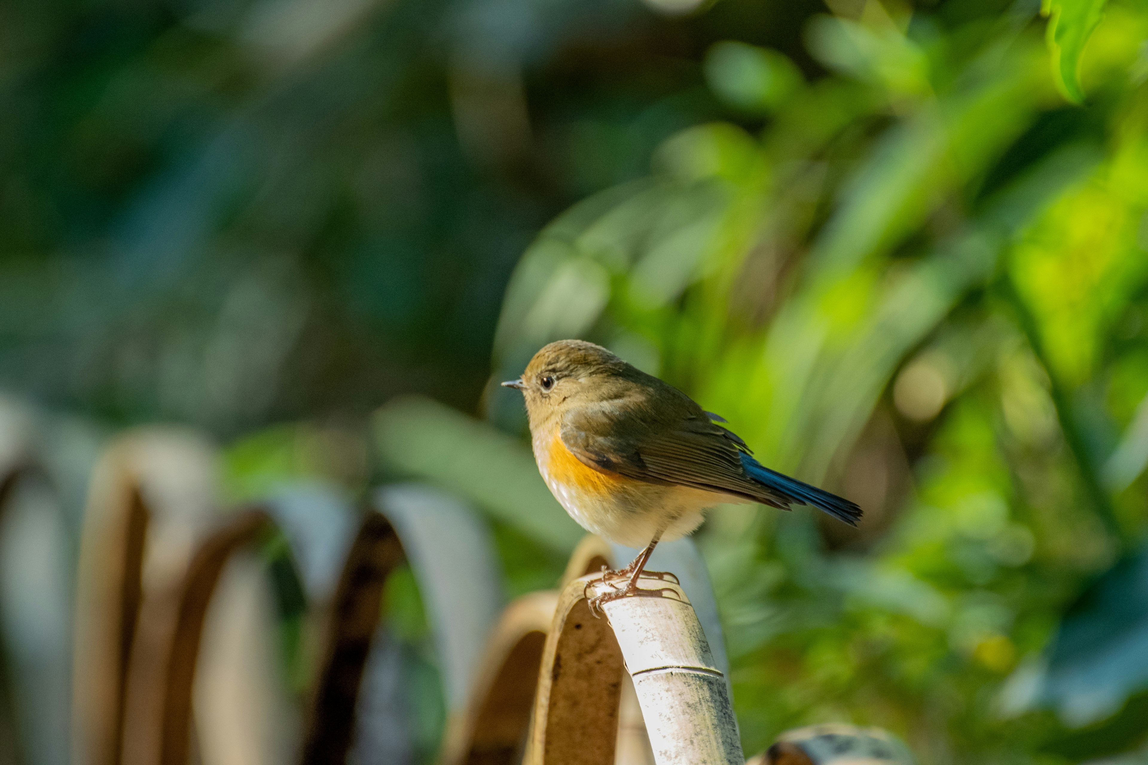 Un petit oiseau perché sur une branche avec un fond vert