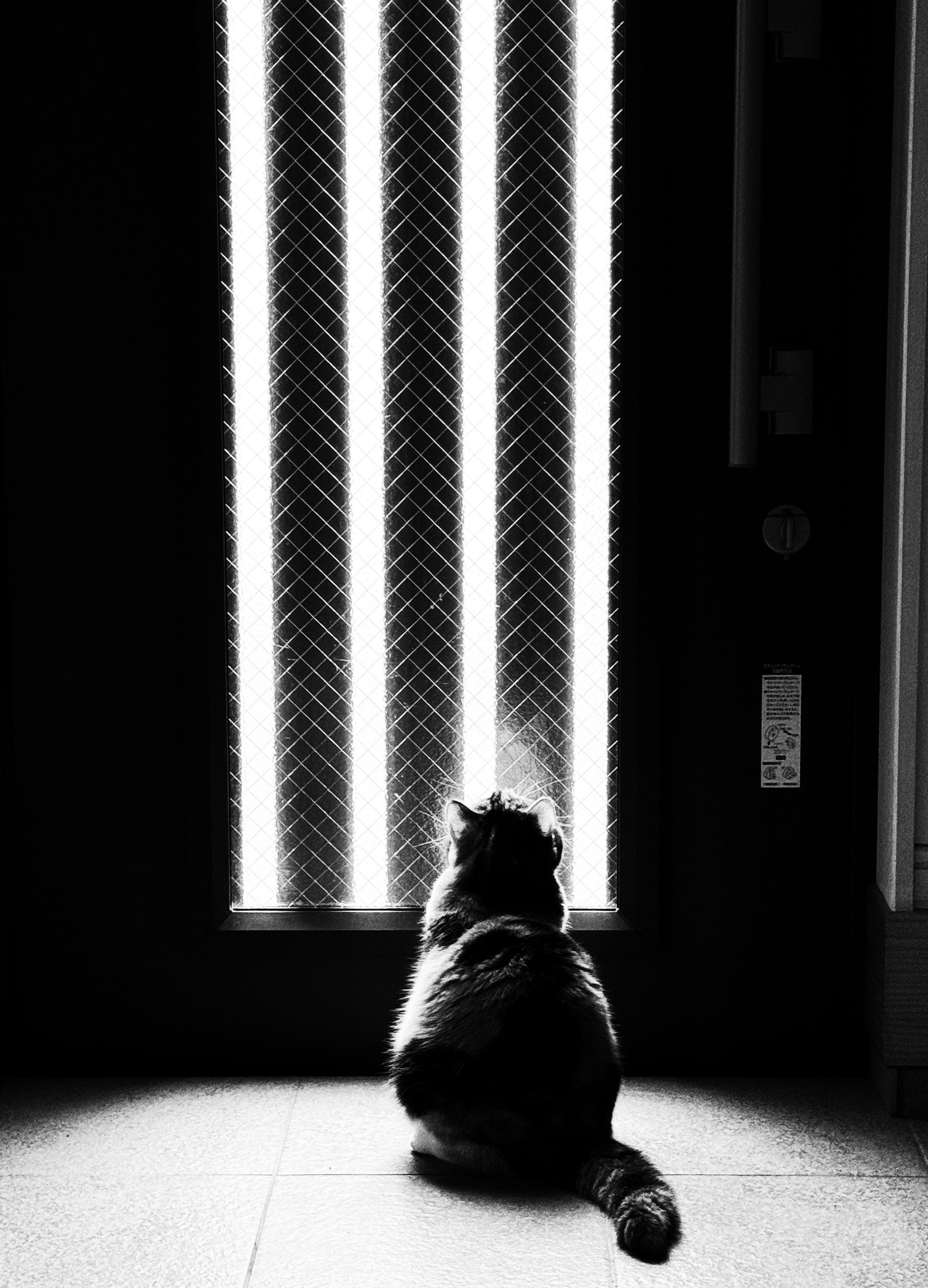 Silueta de un gato negro mirando rayas de luz verticales