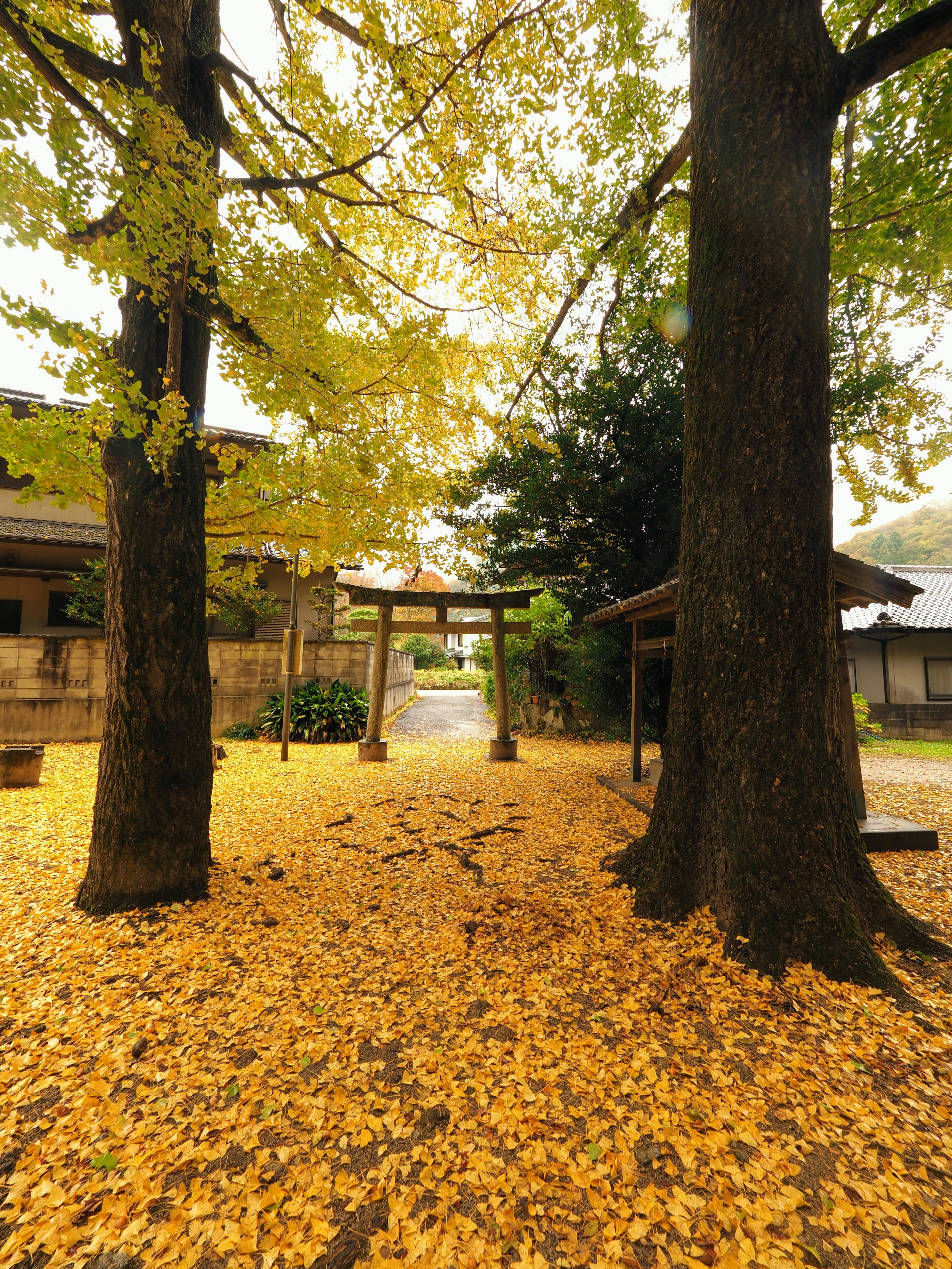 Herbstszene an einem Schrein mit einem Weg, der mit gelben Ginkgo-Blättern bedeckt ist, mit einem Torii und alten Gebäuden