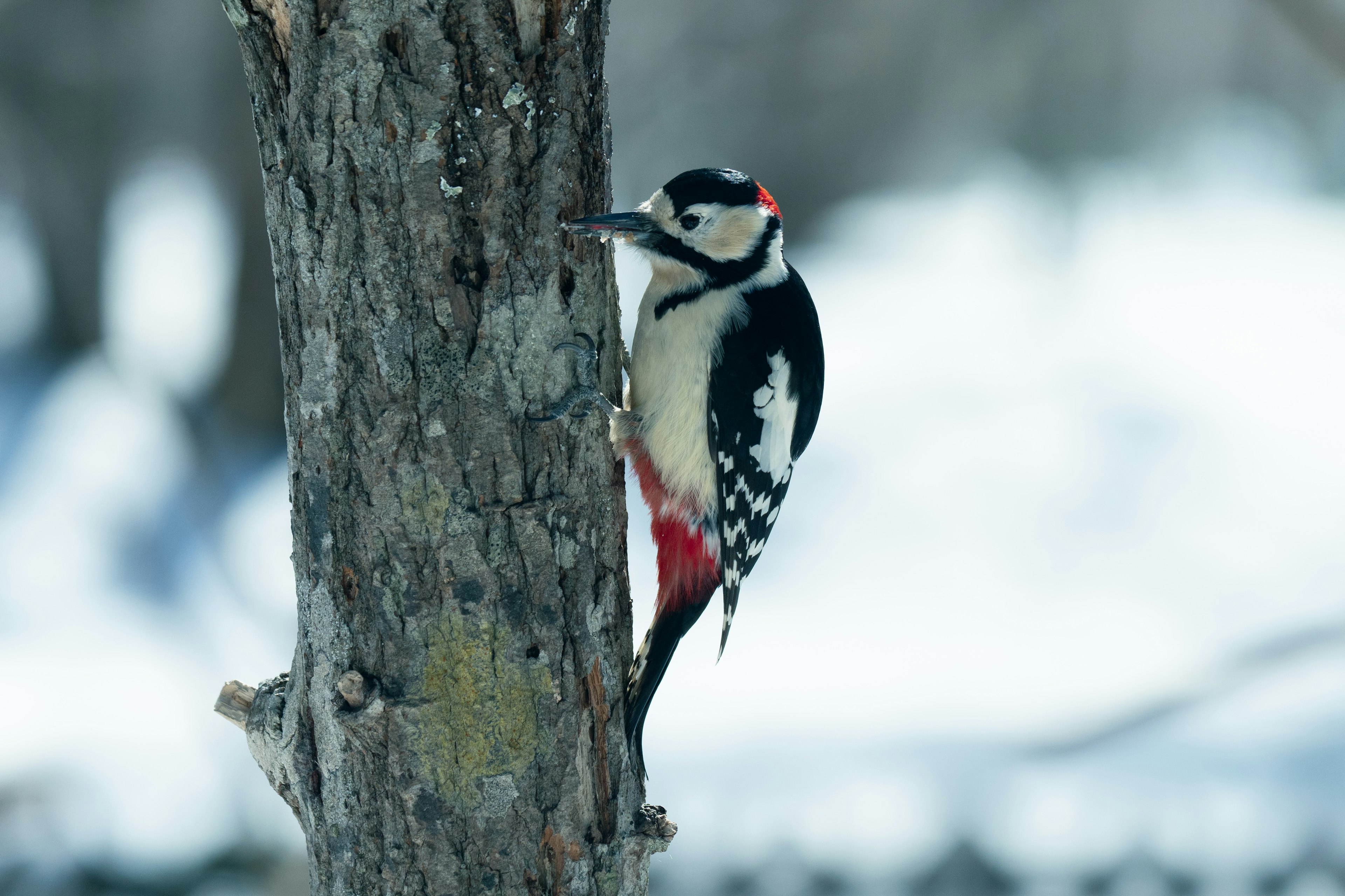 Picchio muratore su un albero