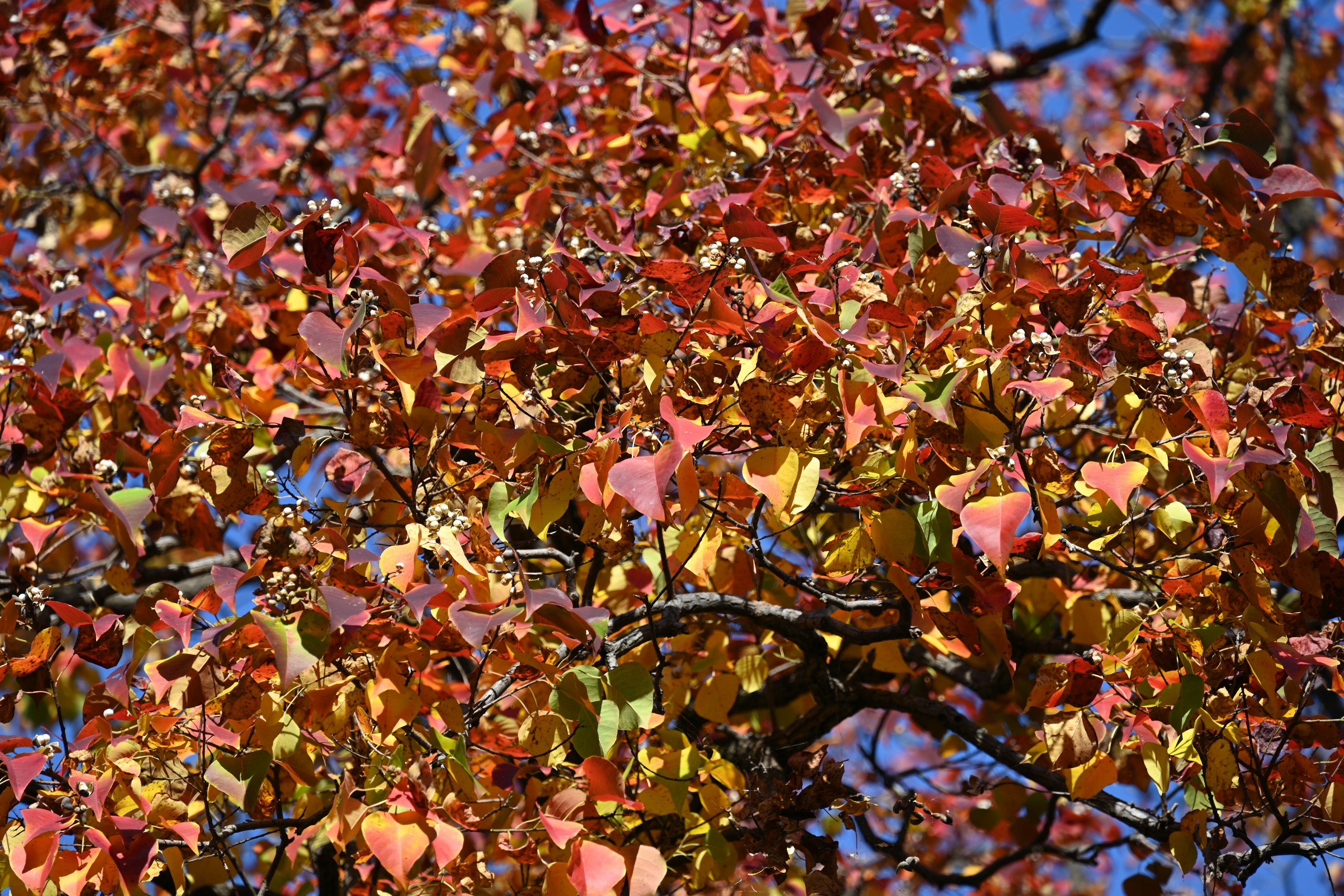 Nahaufnahme eines Baumes mit Herbstblättern mit roten und gelben Blättern vor einem blauen Himmel