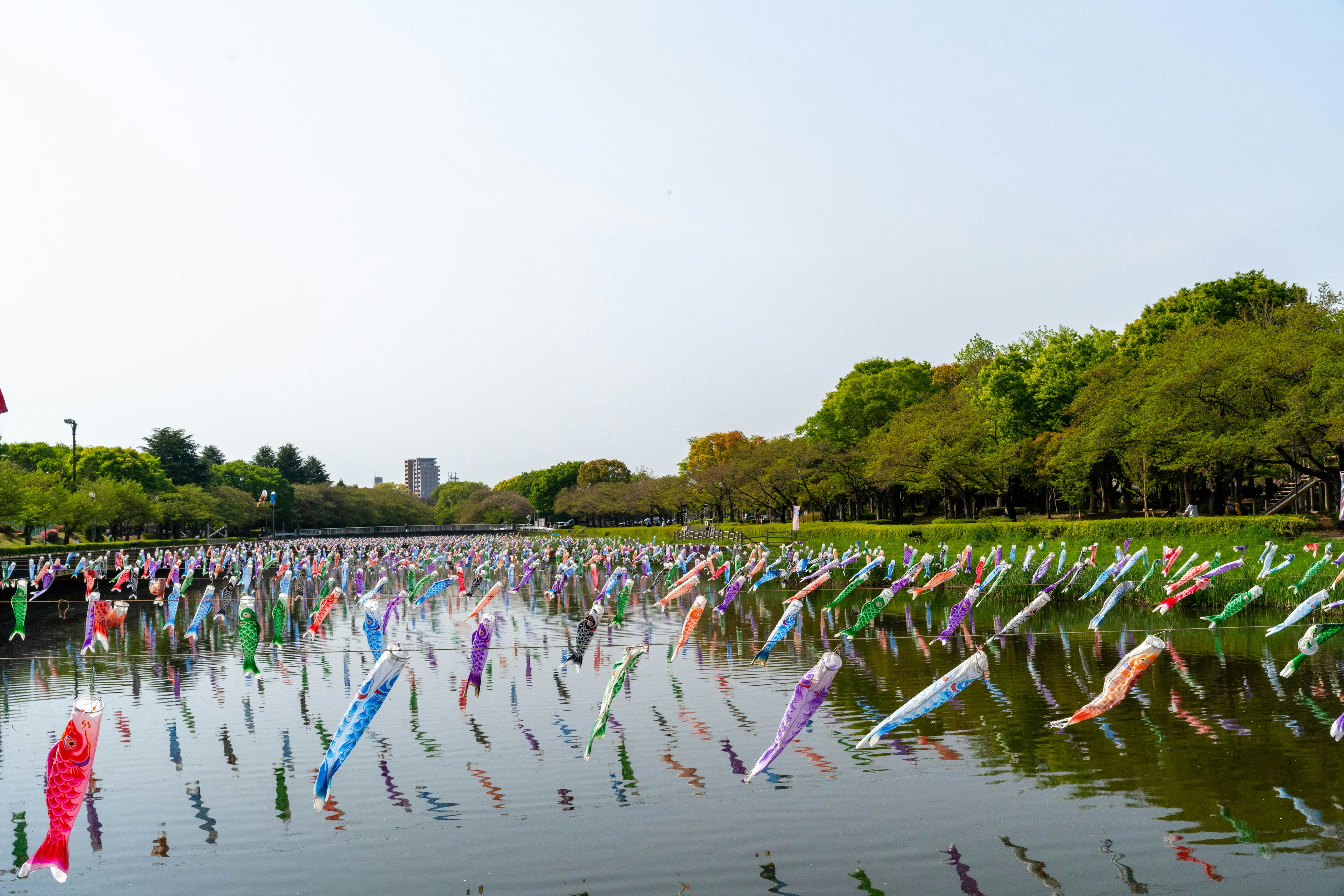 Bunte Koi-Flaggen, die auf einem Fluss mit üppigem Grün schwimmen