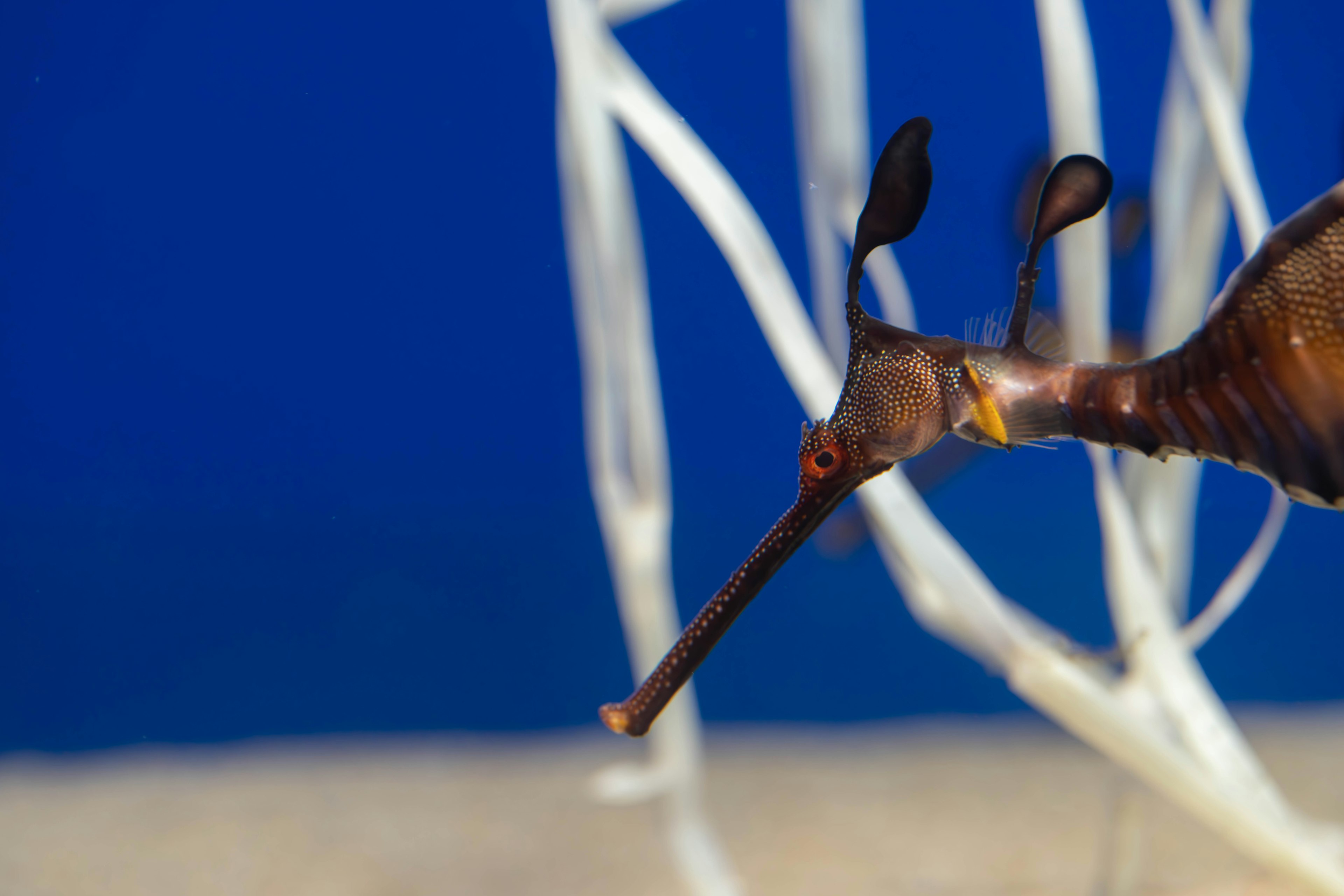 Ein seahorse-ähnliches Wesen schwimmt in der Nähe von weißen Algen vor einem blauen Hintergrund