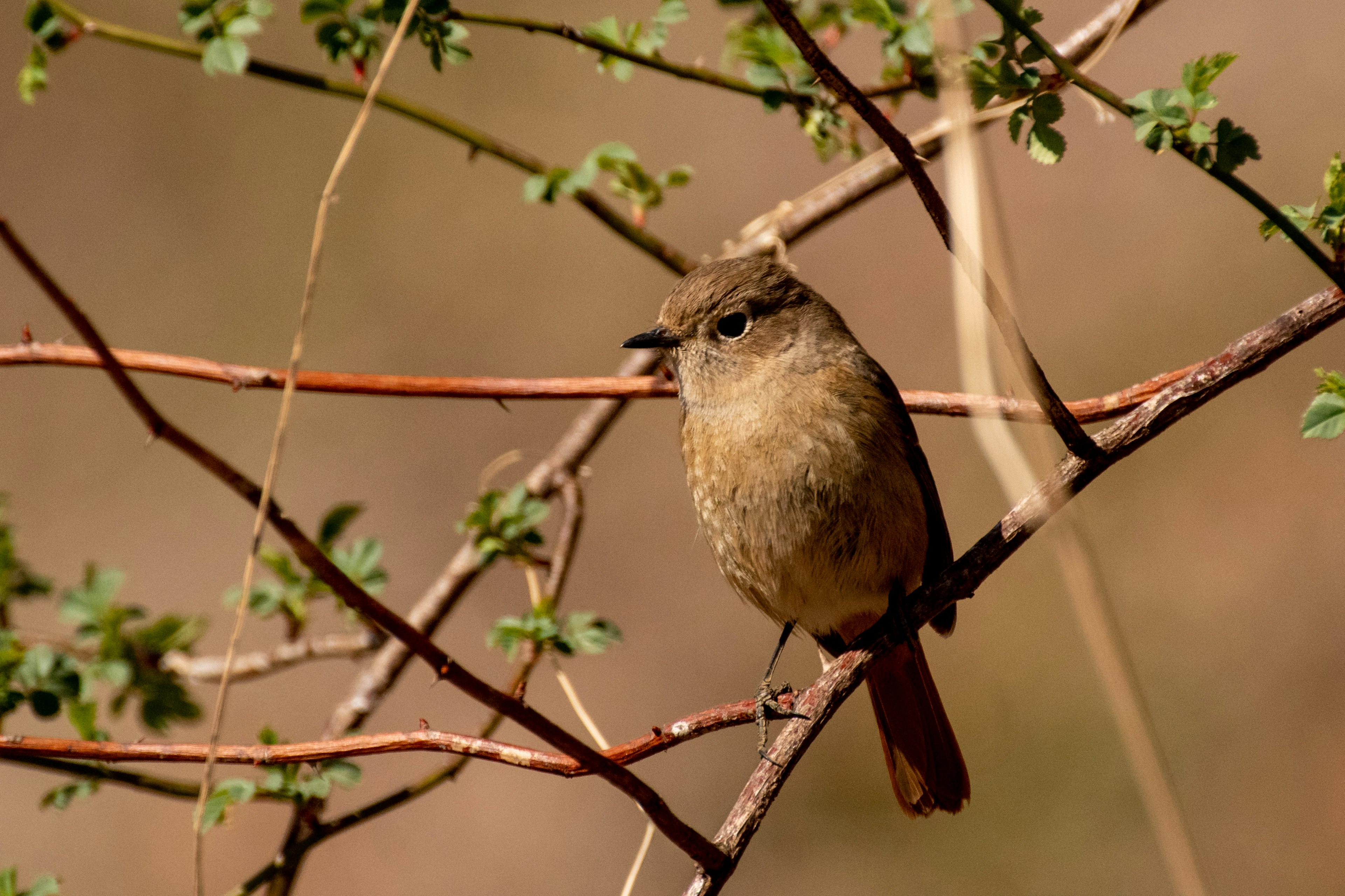 A small bird perched on thin branches the bird is brown and blends with the surrounding green leaves