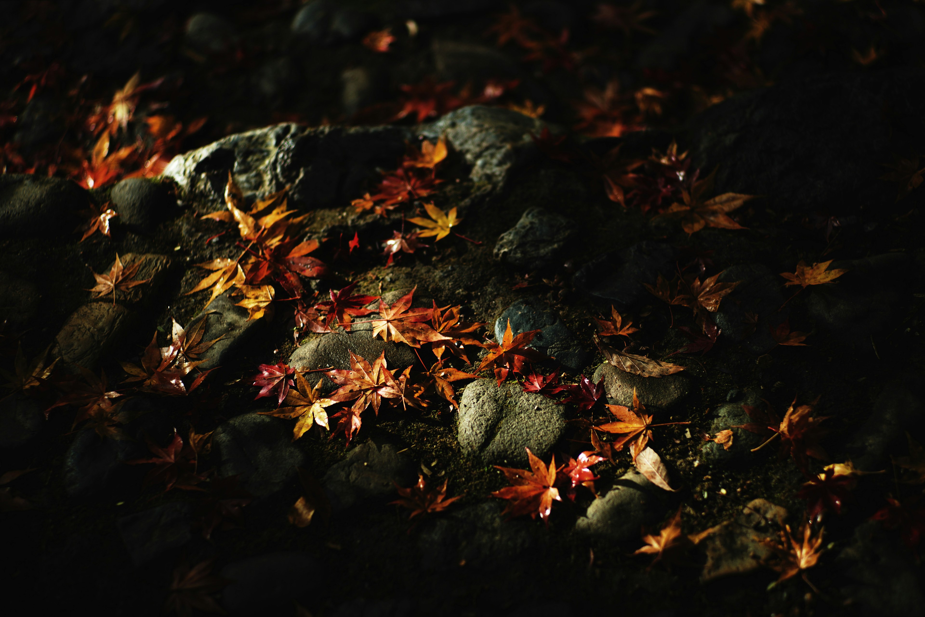 Rote und orange Herbstblätter, die auf Steinen verstreut sind