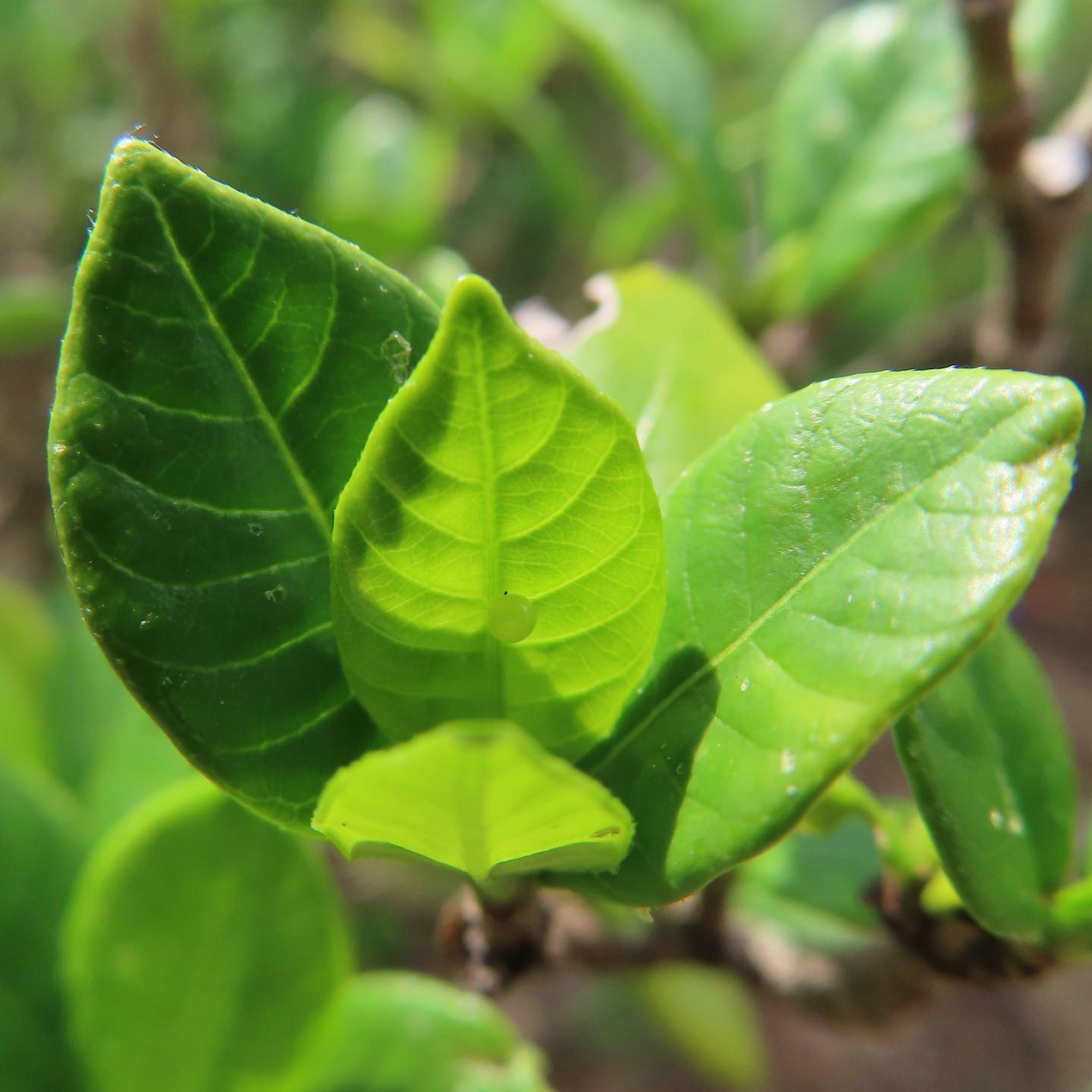 Primer plano de hojas verdes de diferentes tamaños mostrando textura y detalle