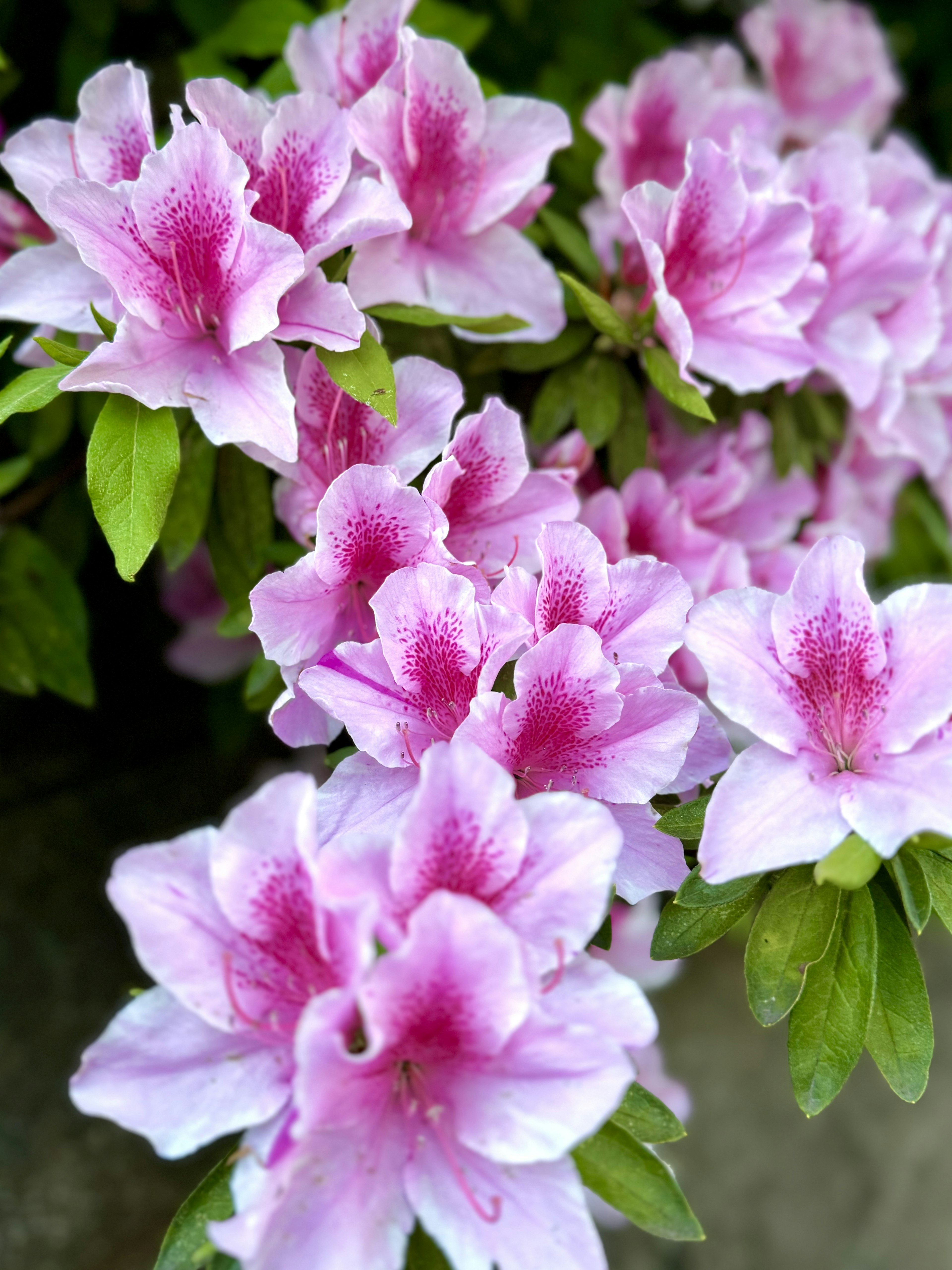 鲜艳粉色的杜鹃花特写