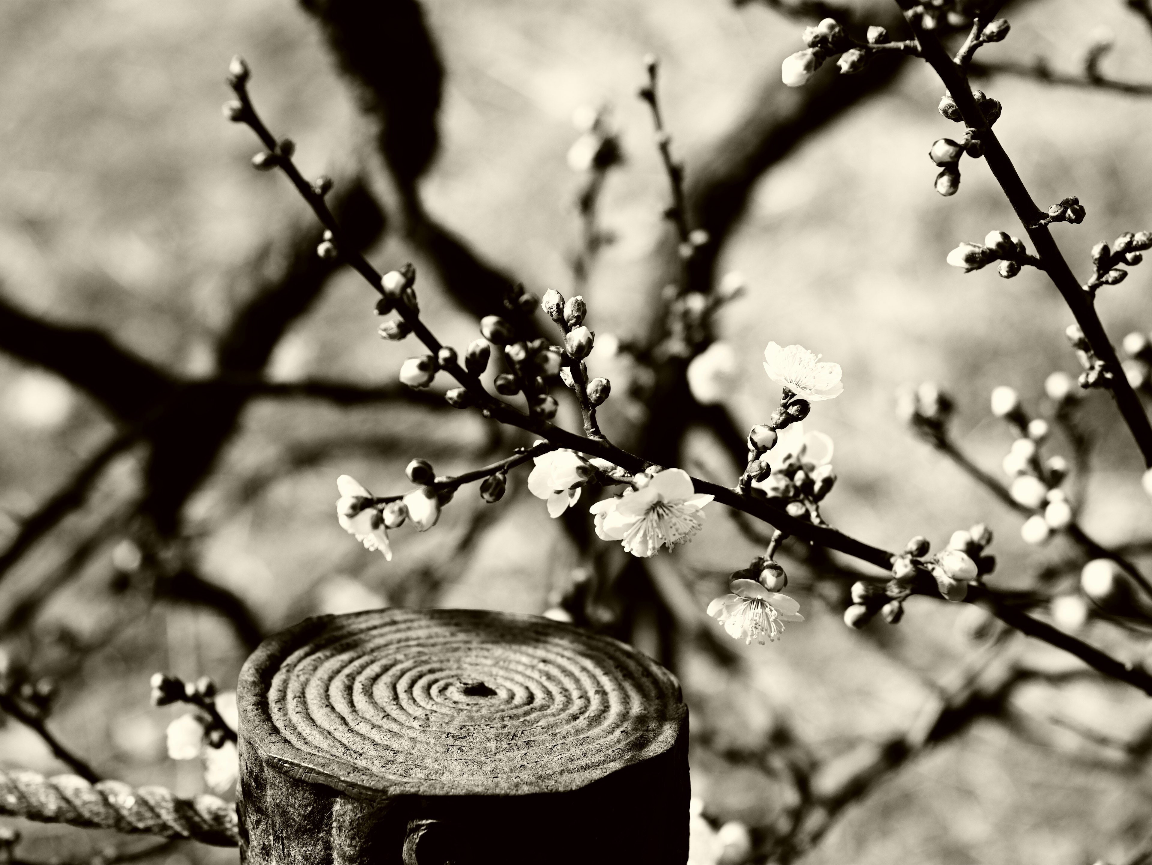 Black and white image of blooming flowers with a tree stump