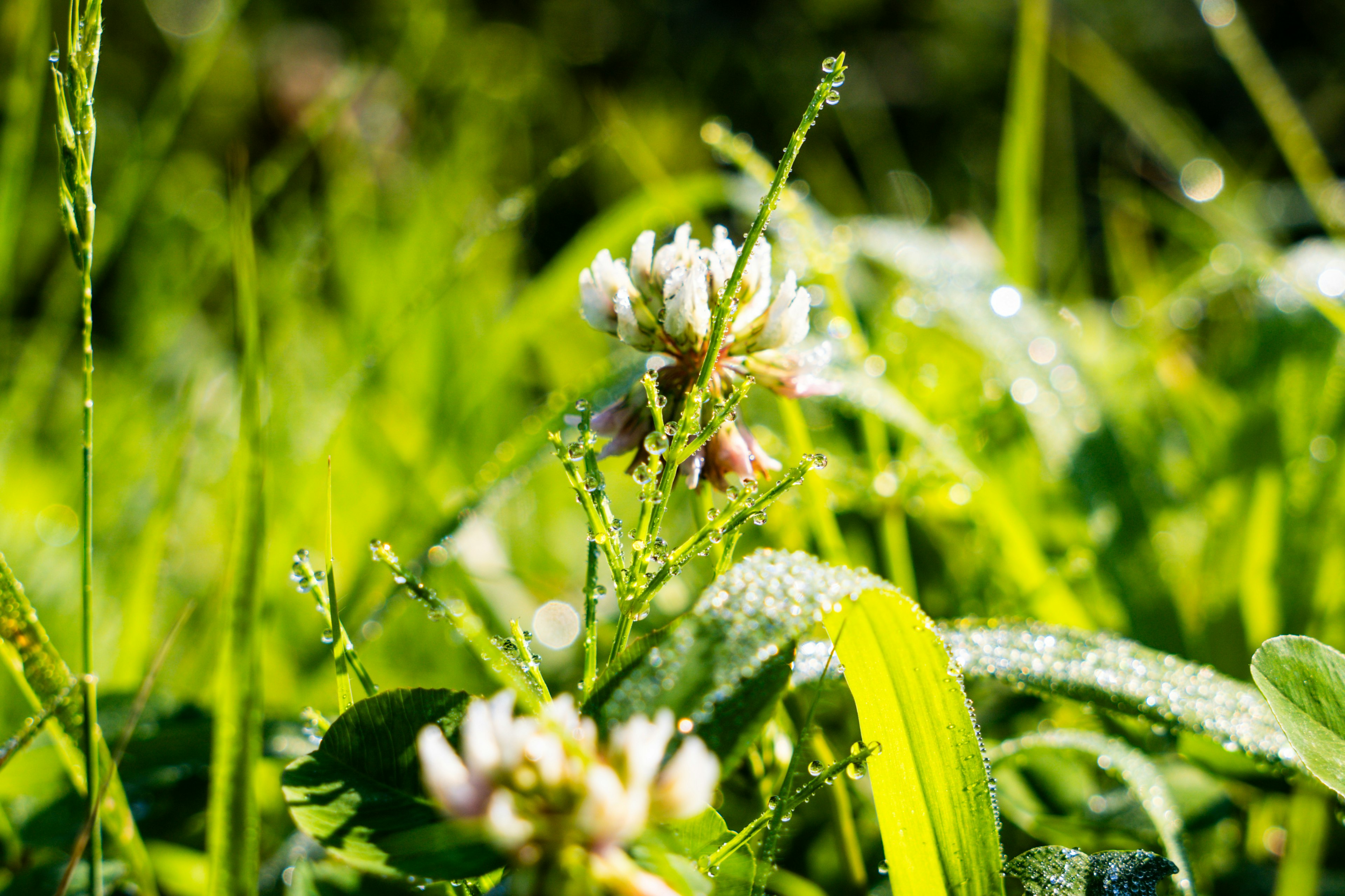 Fleurs de trèfle blanc fleurissant dans une prairie verte avec de la rosée