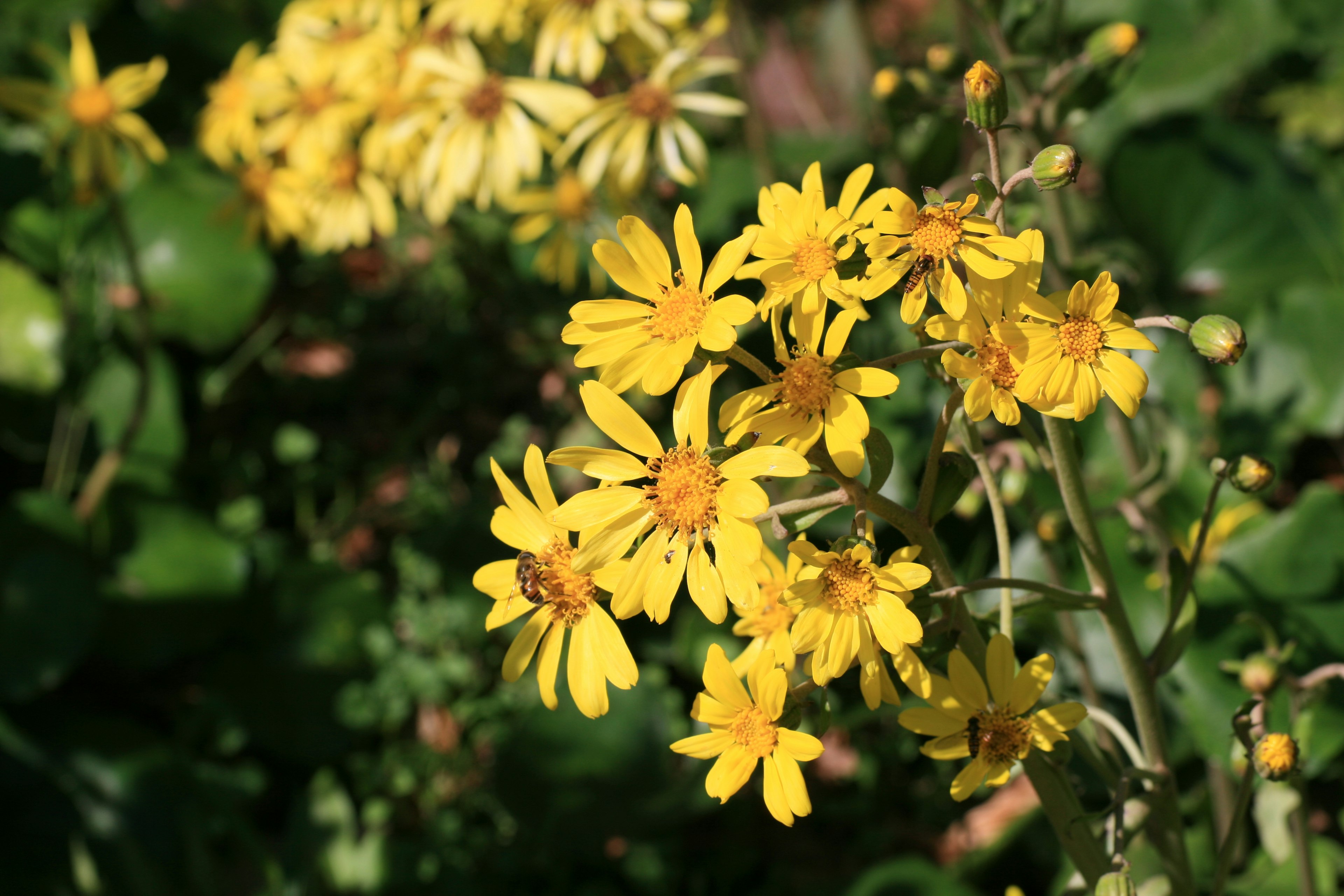 Gros plan d'une plante avec des fleurs jaunes en fleurs