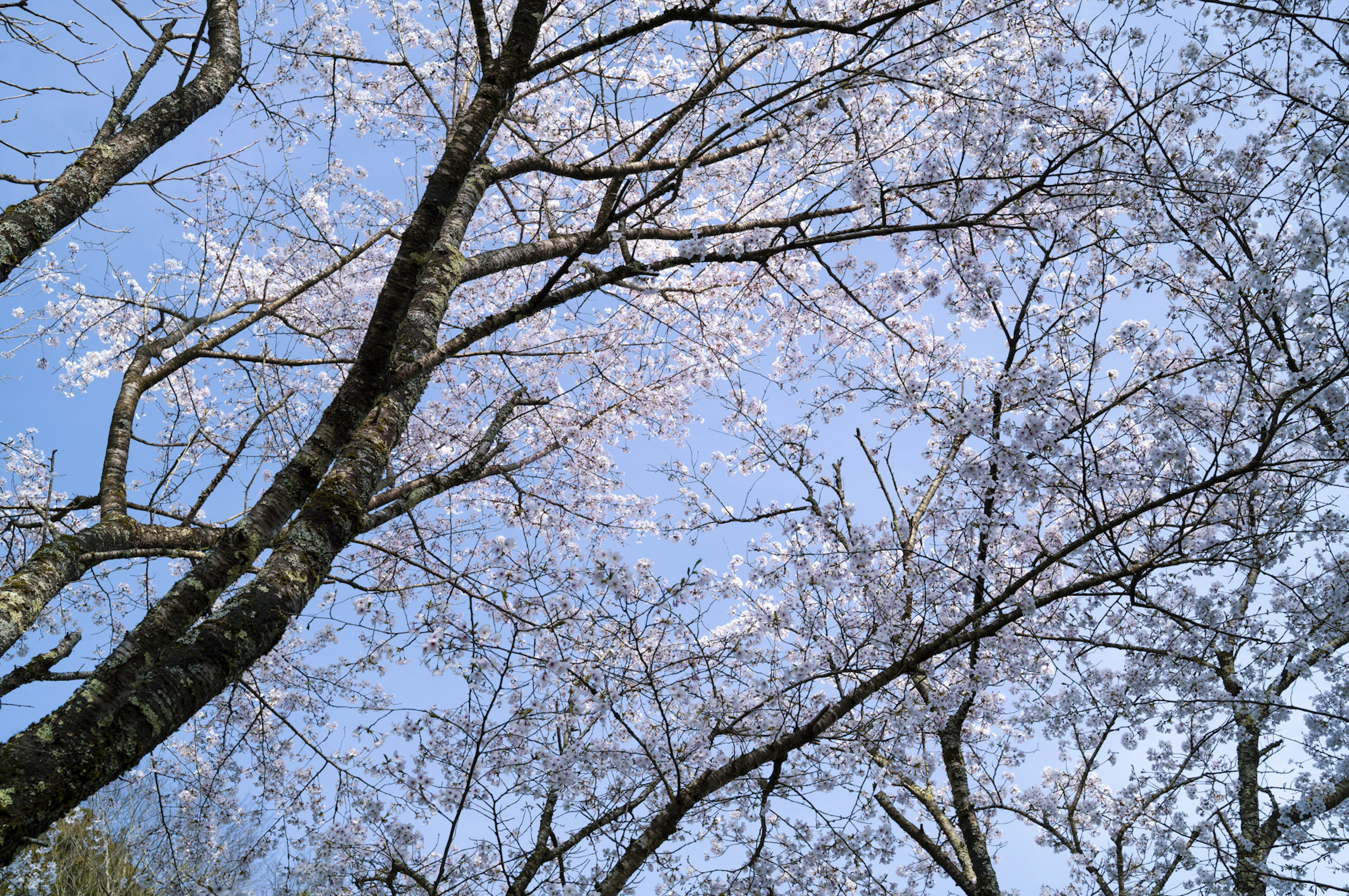 藍天背景下櫻花和樹枝的美麗景色