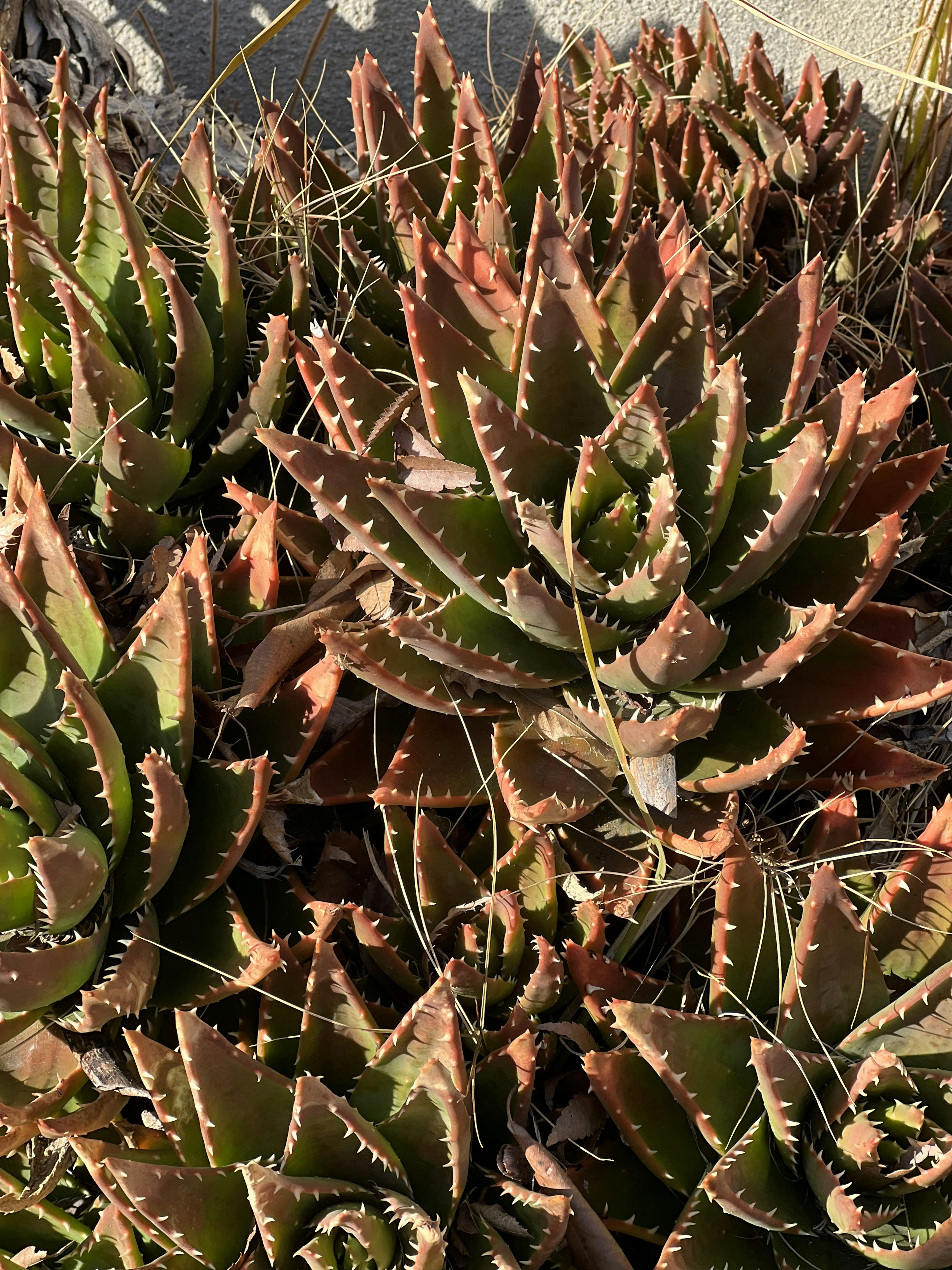 聚集的多肉植物圖像，邊緣鋒利