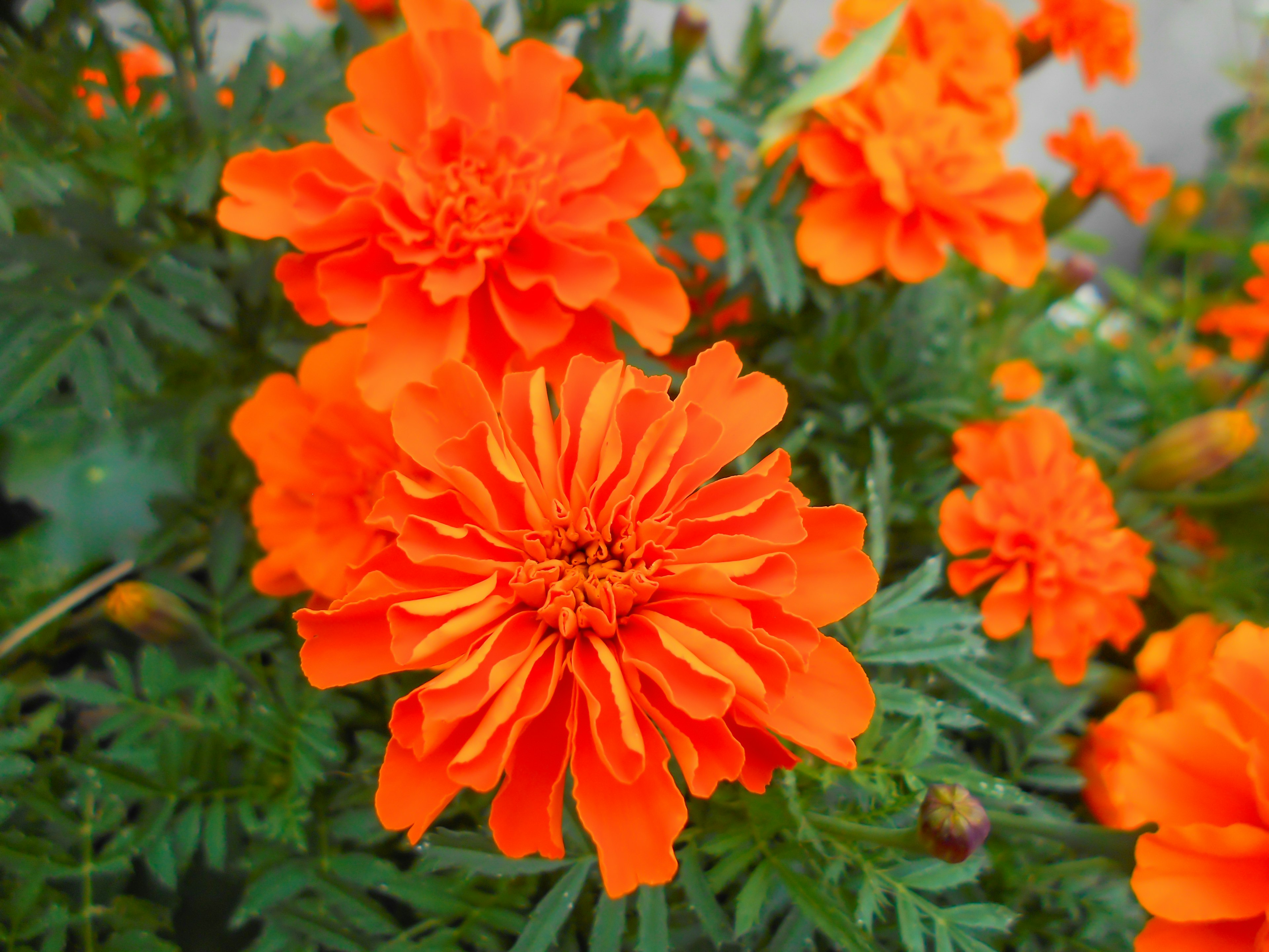 Fiori di tagete arancioni vivaci in fiore