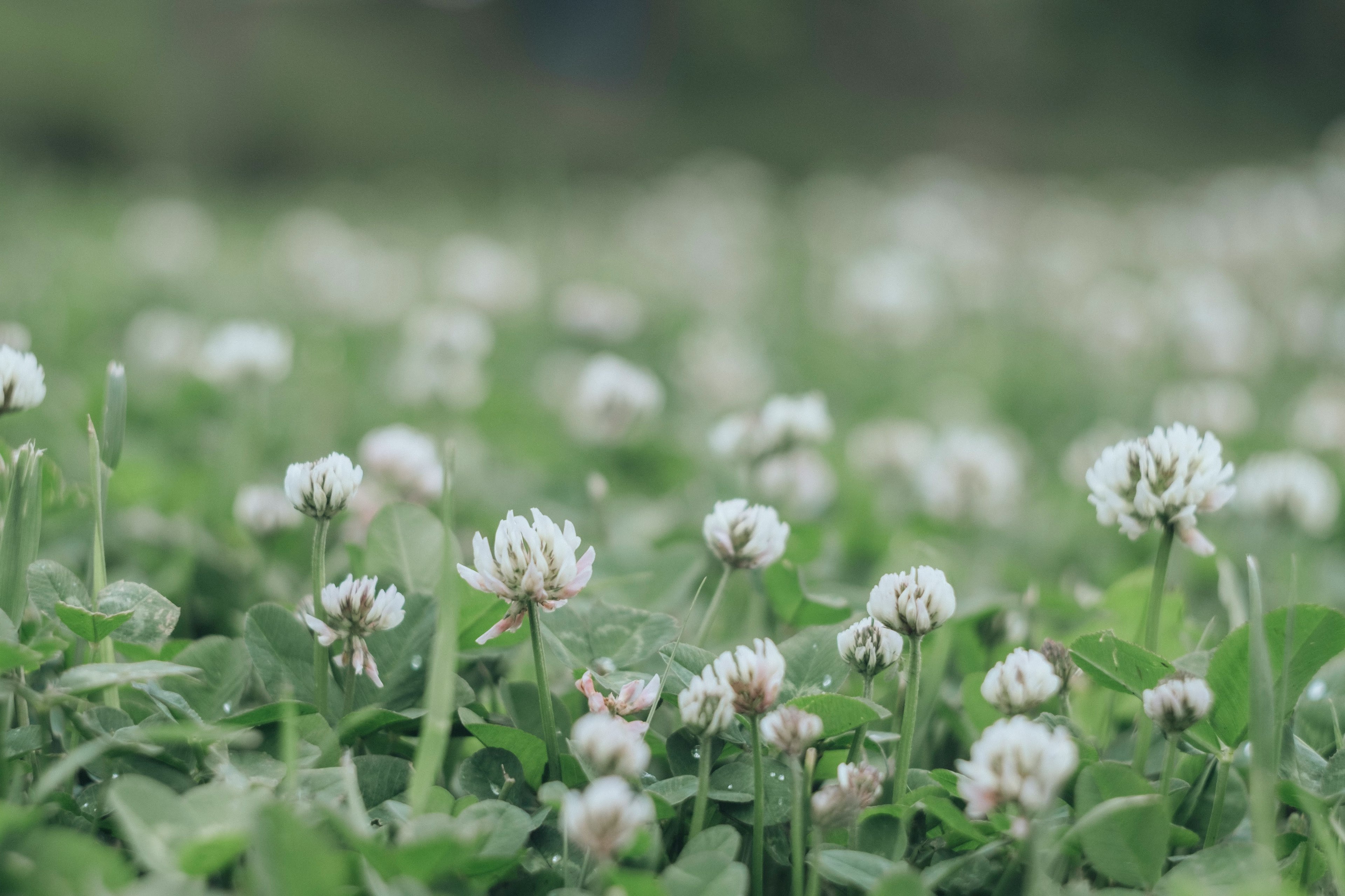 Un campo di fiori di trifoglio bianco su erba verde