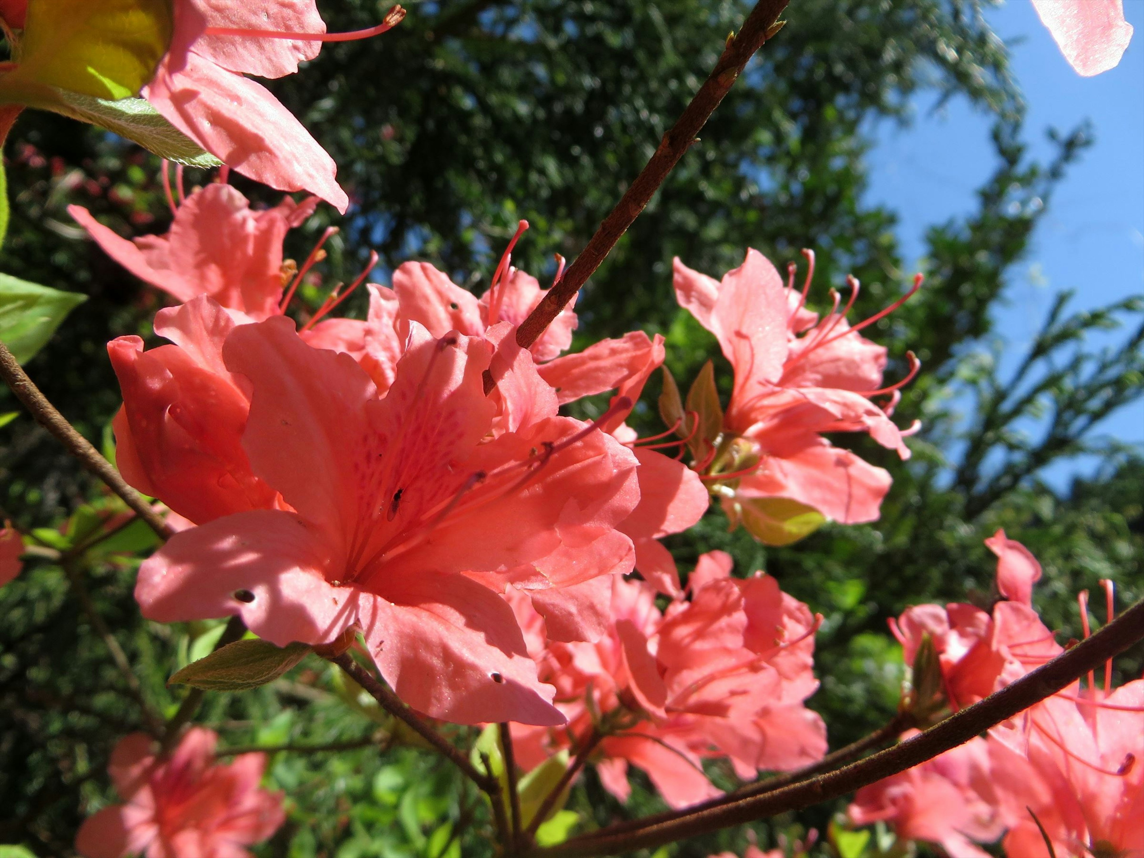 Fiori di azalea rosa vivaci che fioriscono in un giardino