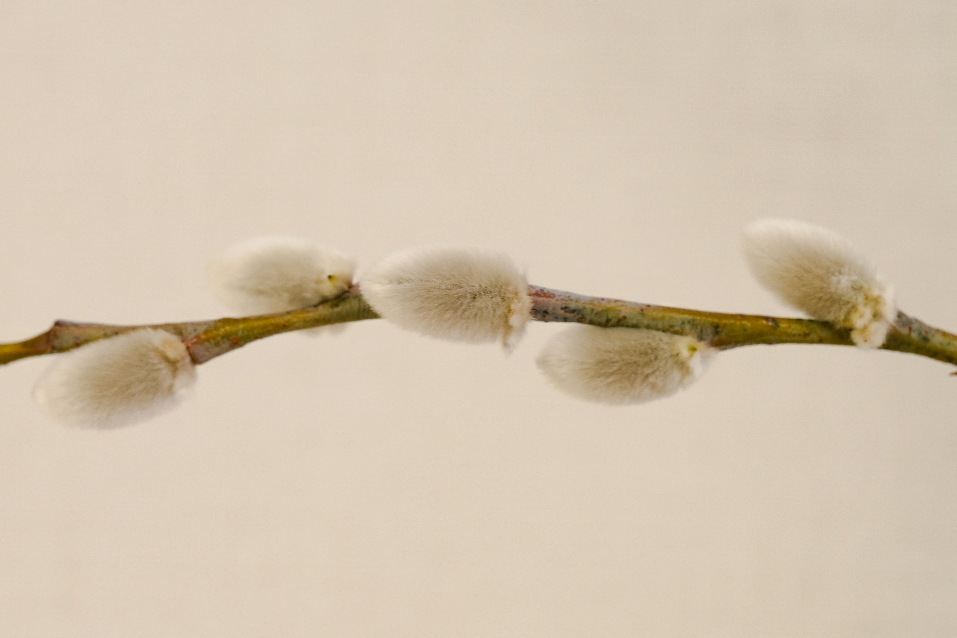 Gros plan d'une brindille avec des boutons floraux blancs