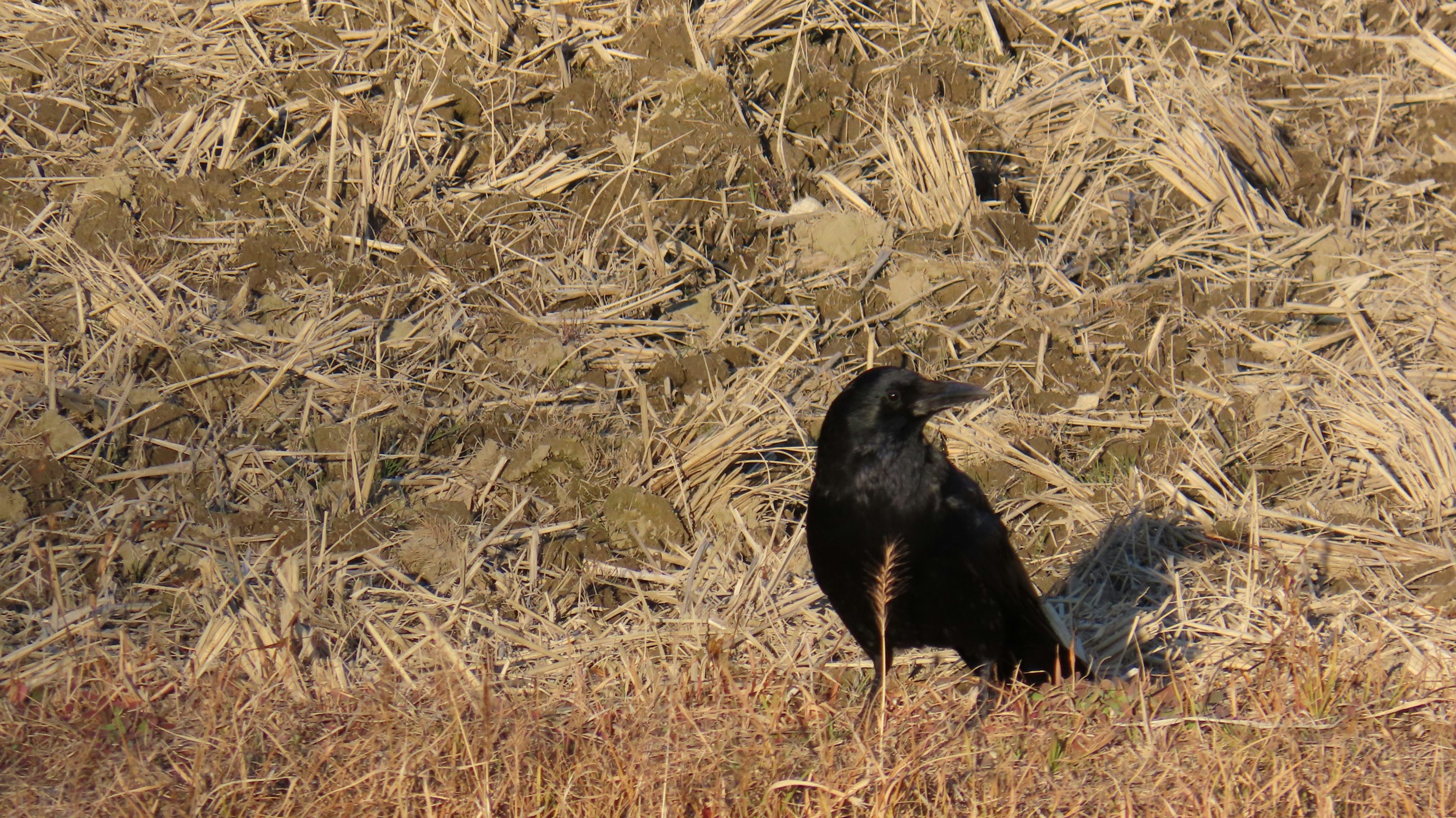 黒いカラスが乾燥した草地に立っている