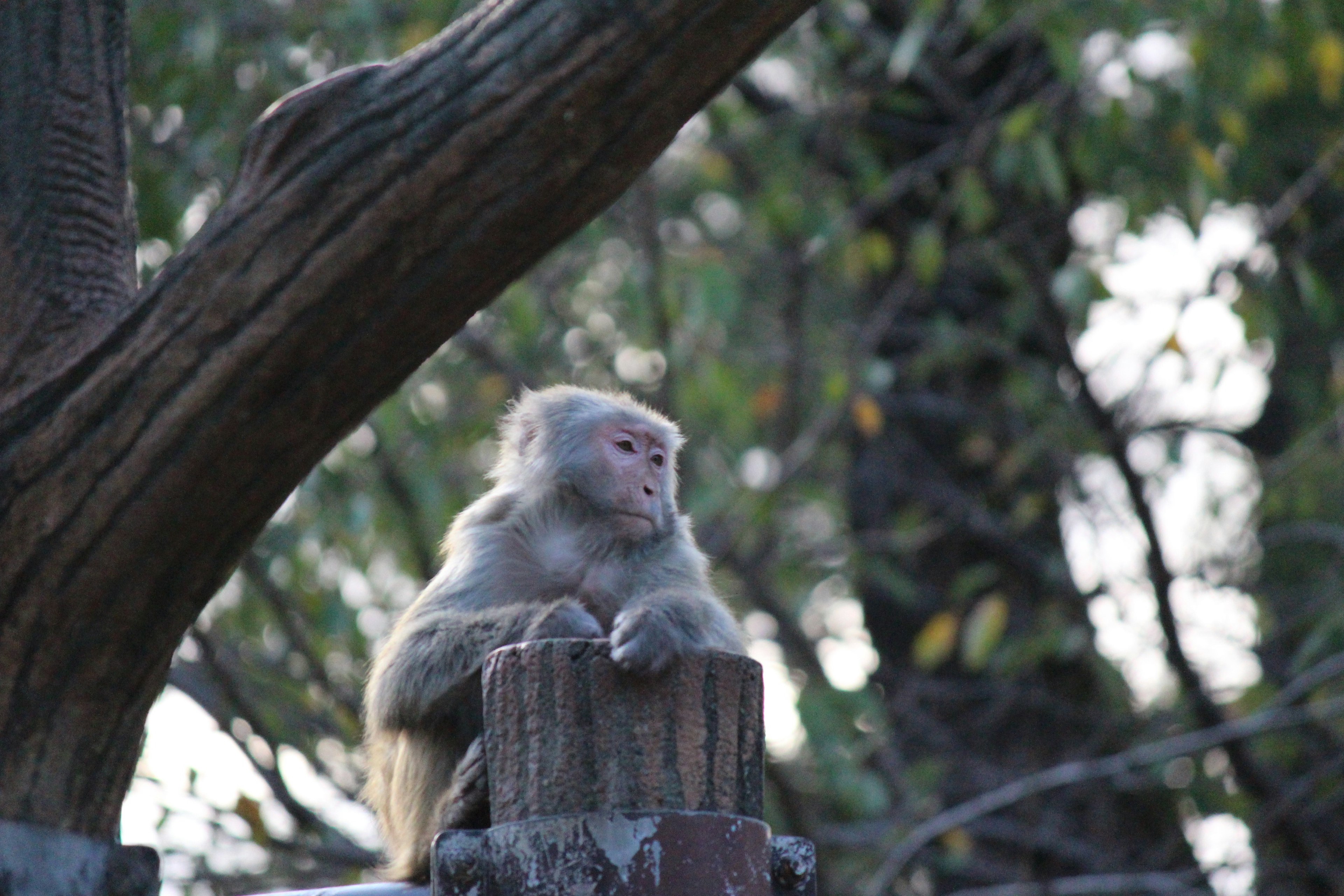 Profile of a monkey sitting on a wooden post