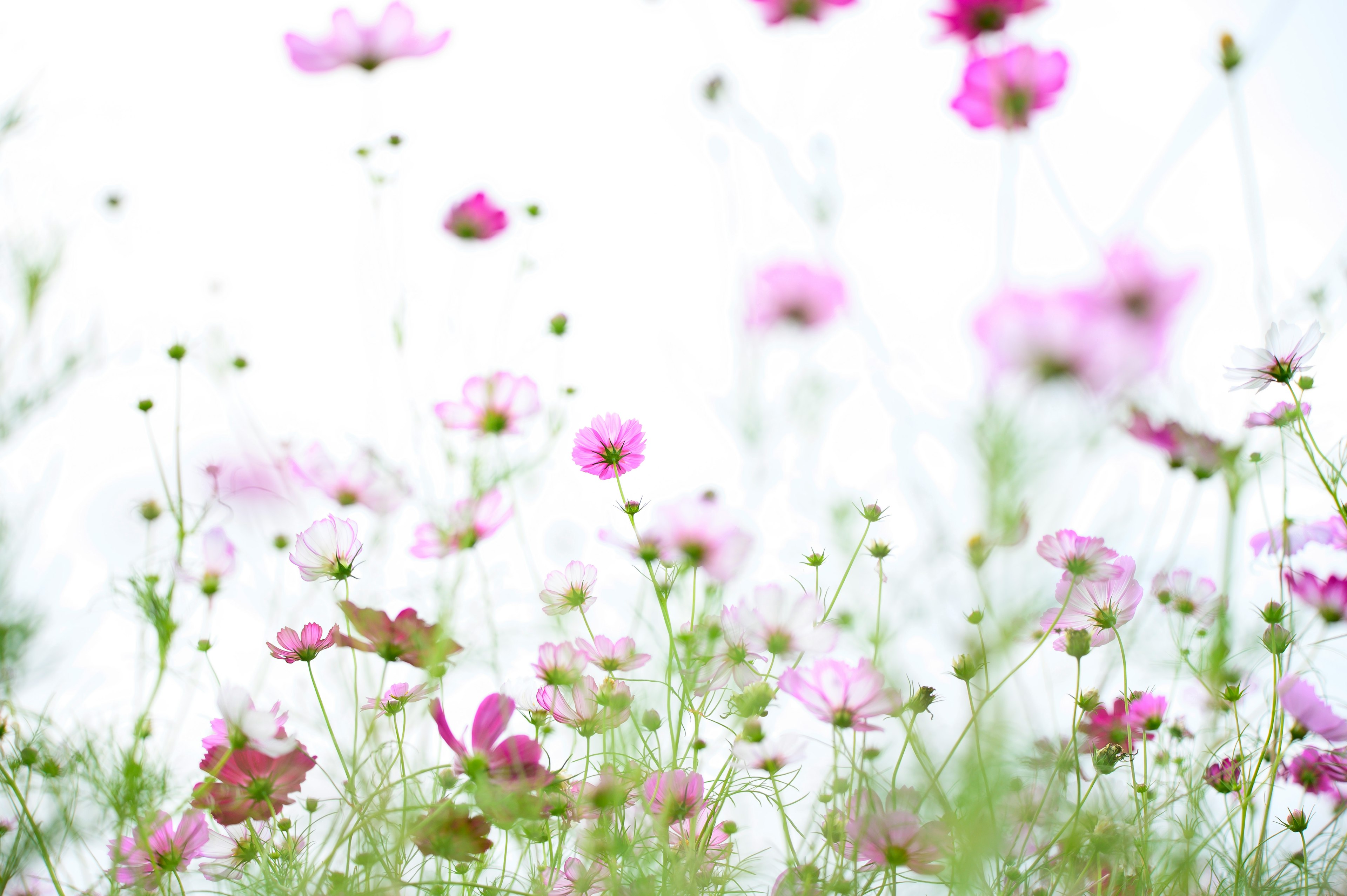 Immagine morbida di fiori rosa che sbocciano su uno sfondo chiaro