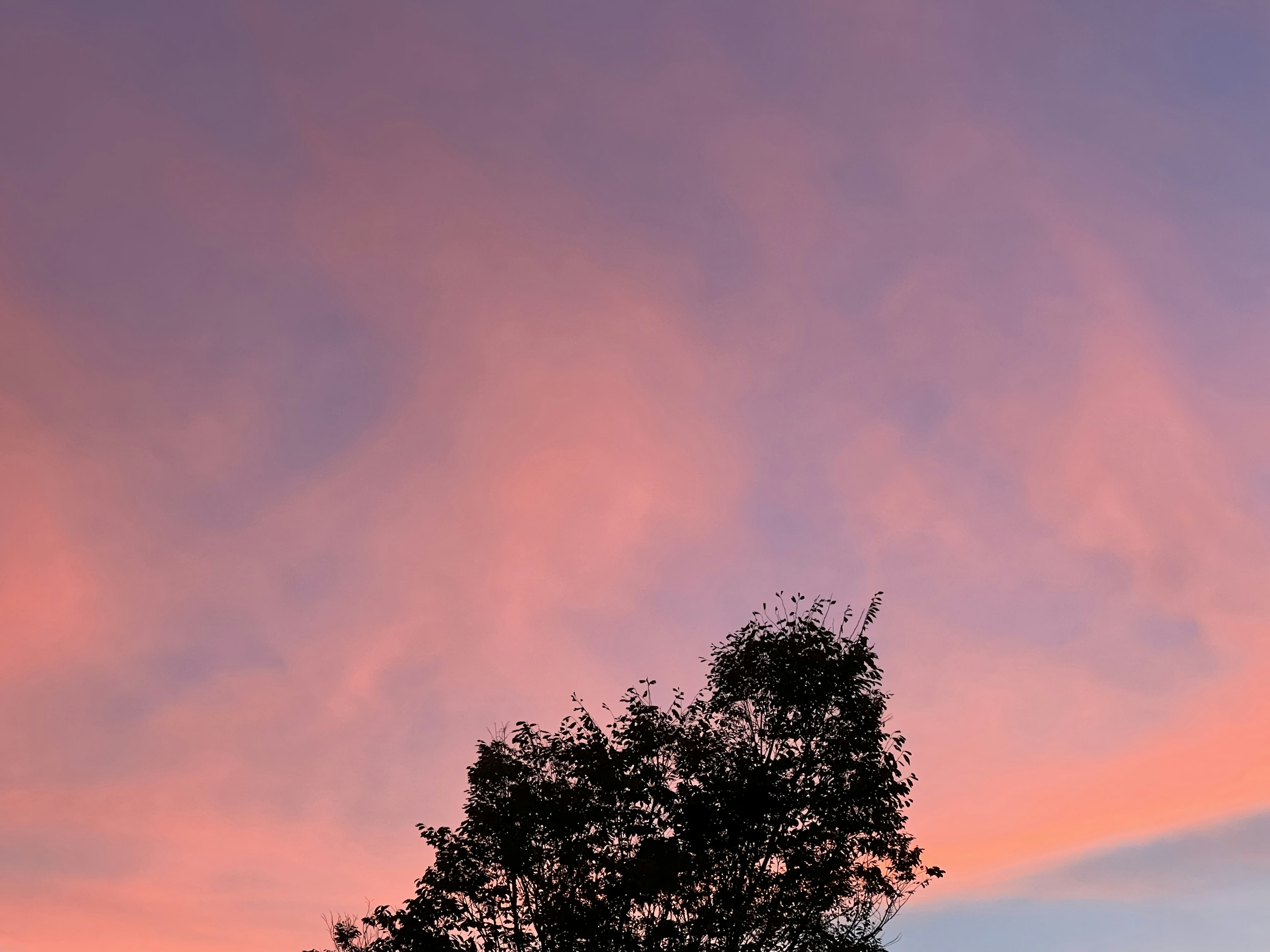 Langit senja dengan pohon siluet