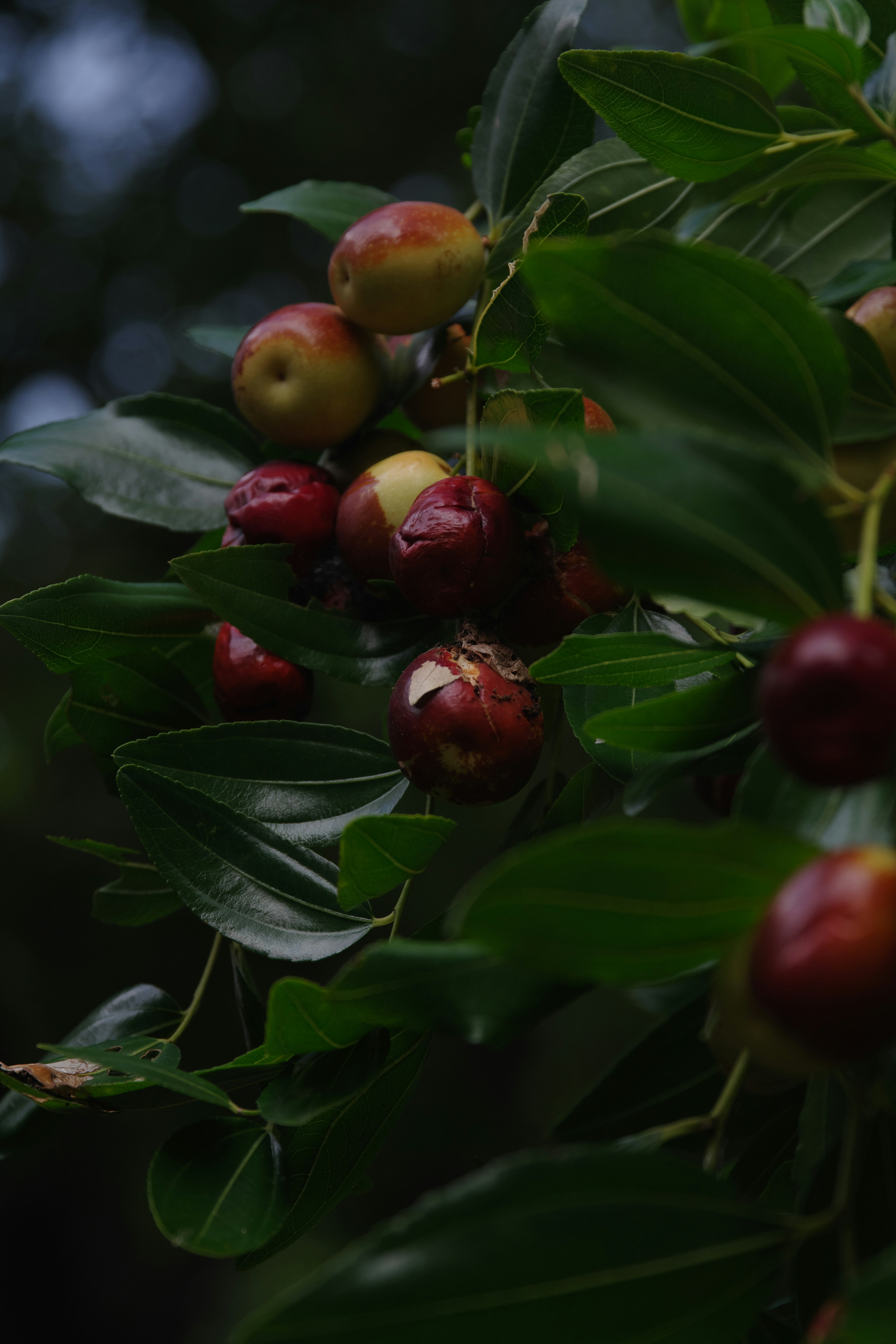 Close-up cabang pohon dengan buah merah dan daun hijau