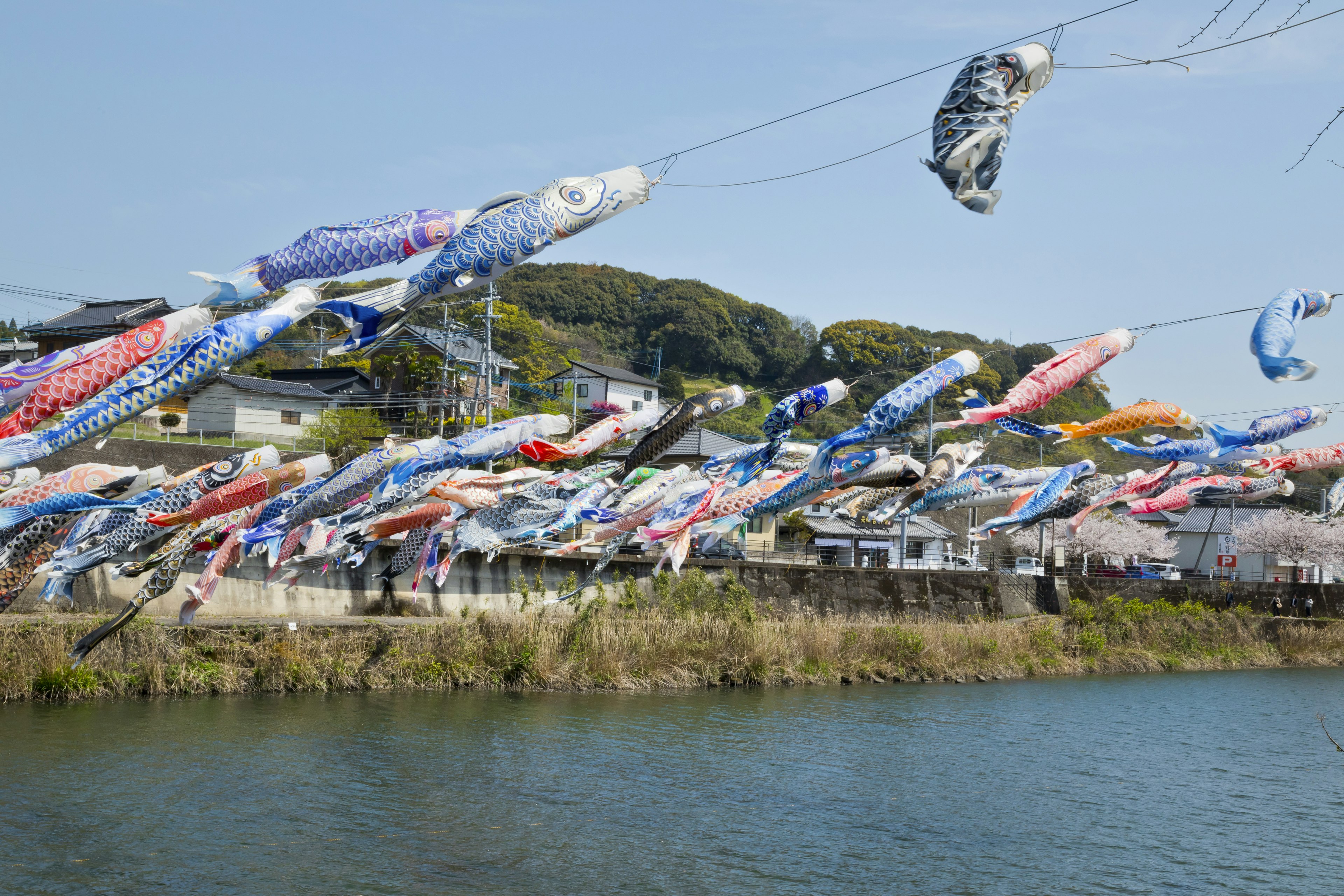 Koinobori flying over a river with surrounding landscape